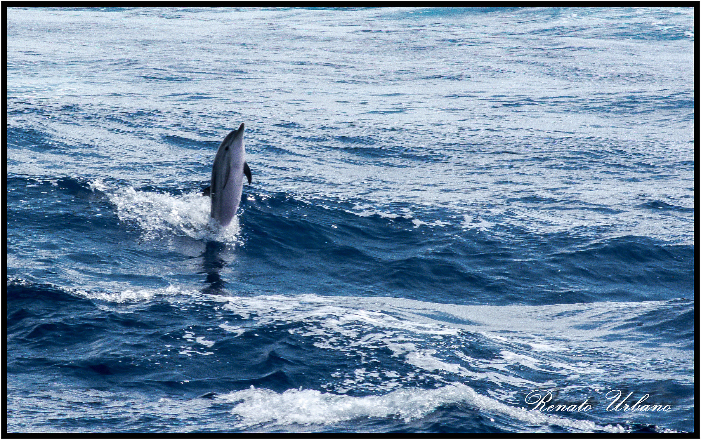 Striped dolphin - Dolphin 3
