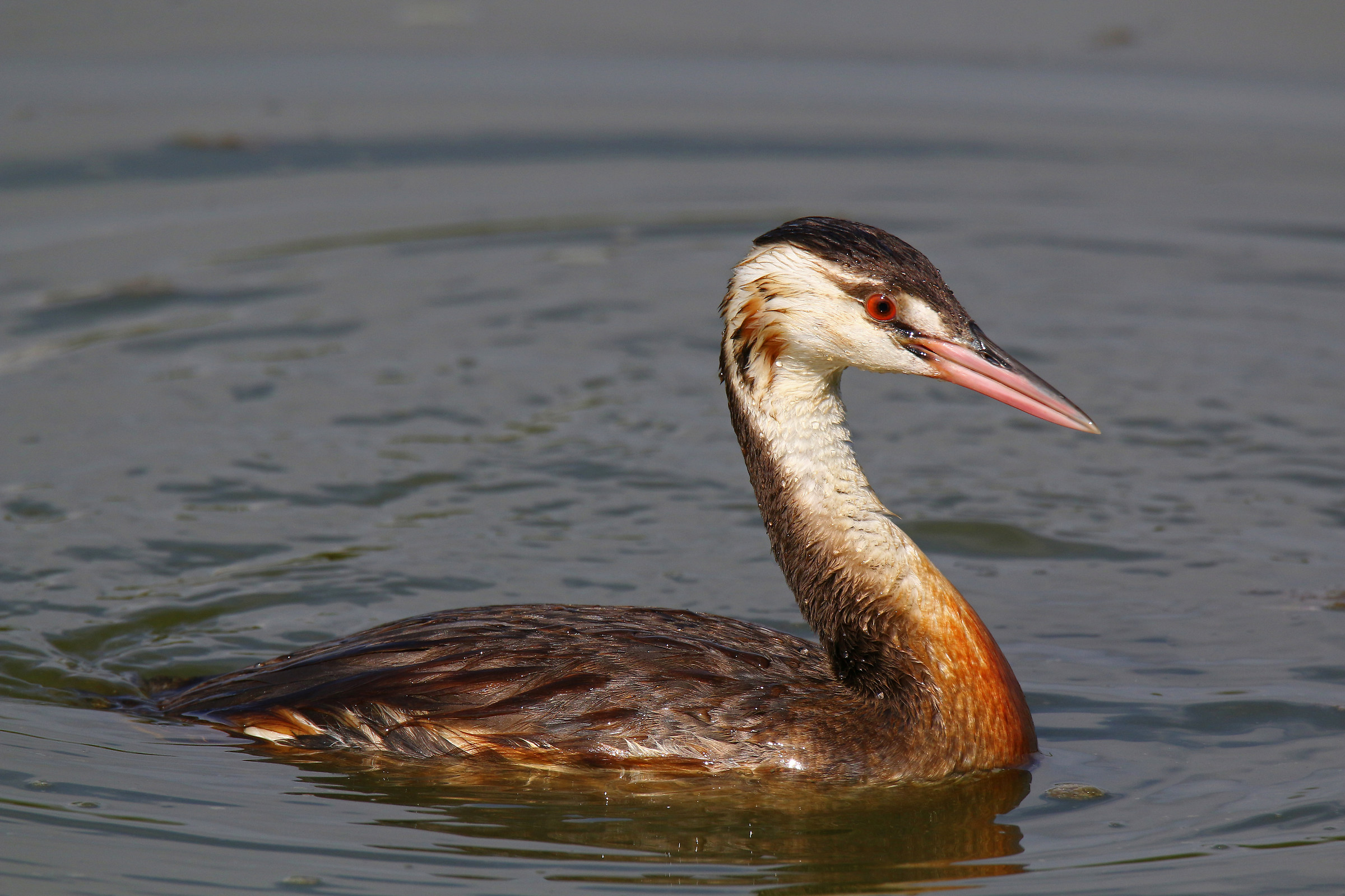 A young grebe