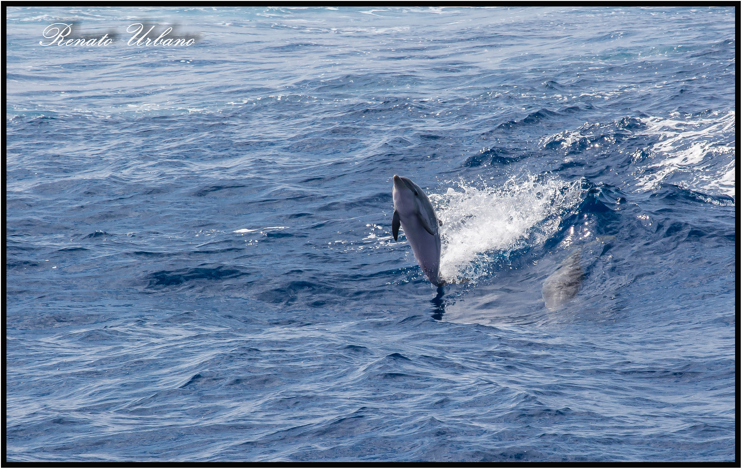 Striped dolphin - Dolphin 2