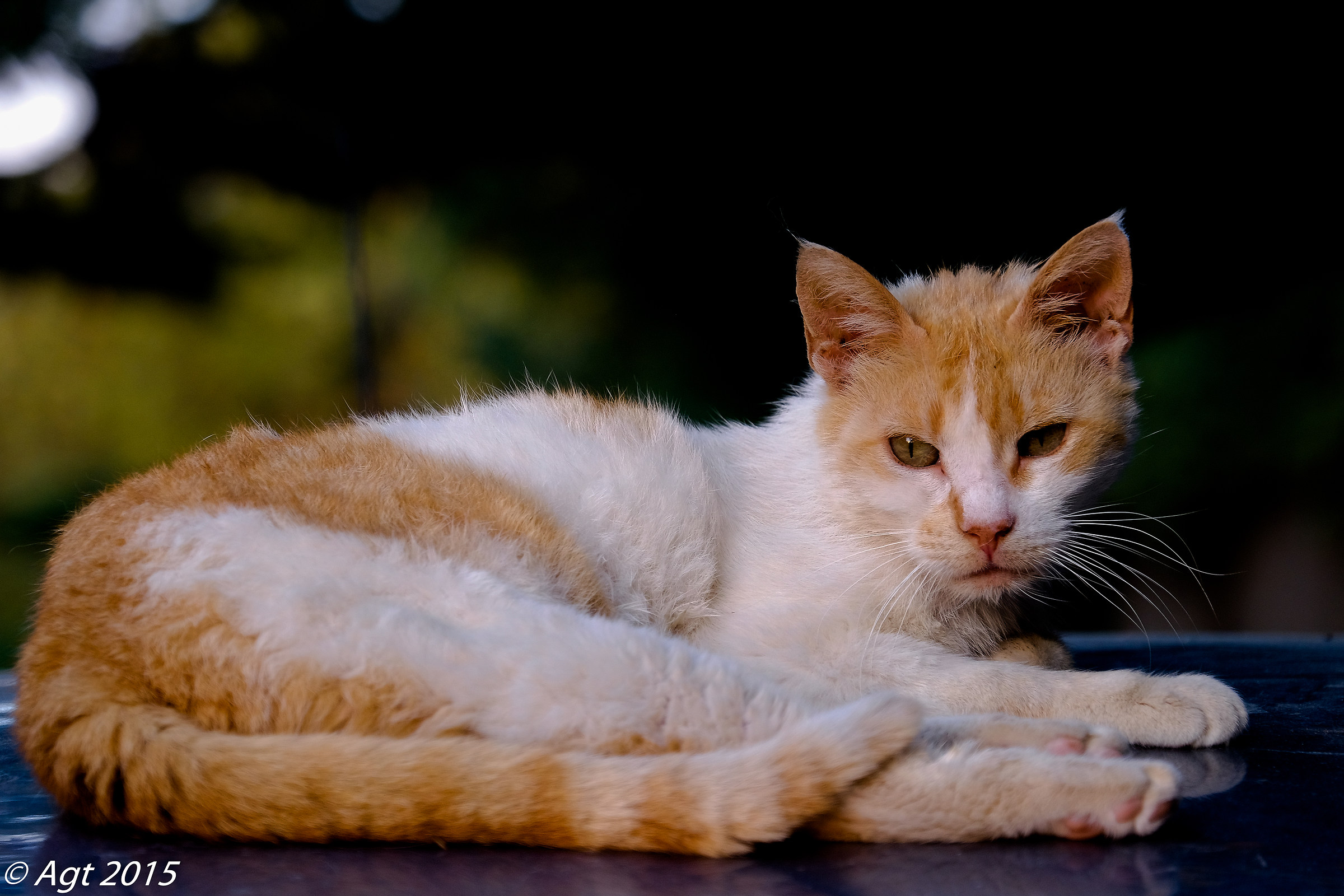 Quel gran .......gatto del mio amico