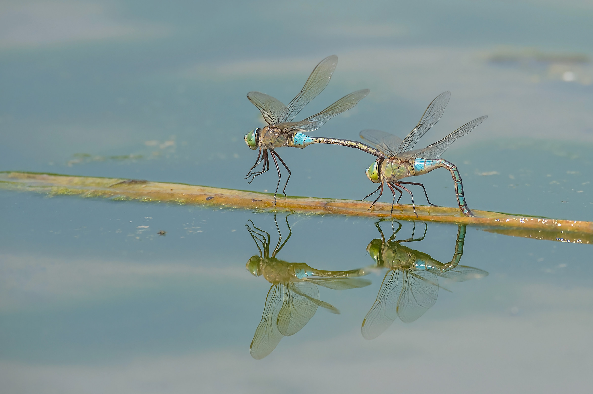 Dragonflies