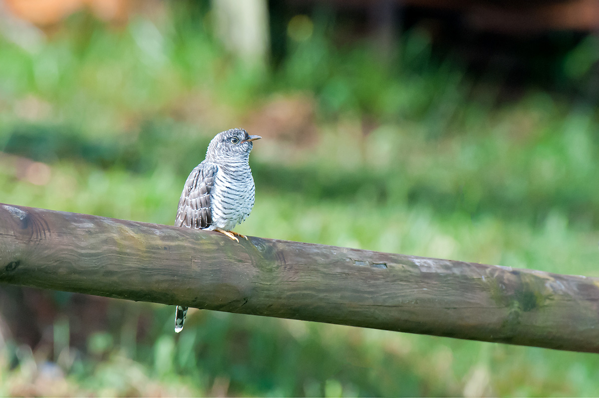 Young cuckoo