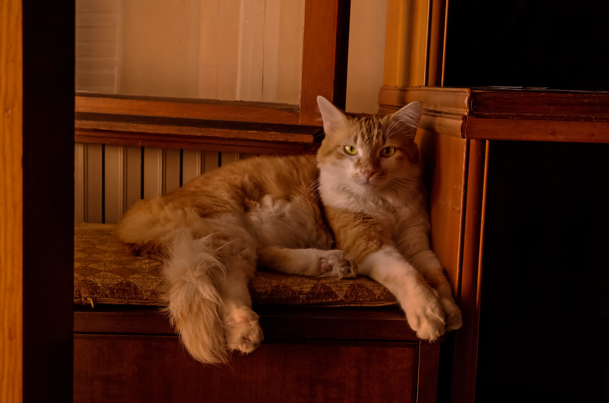 Moses, the cat geometric