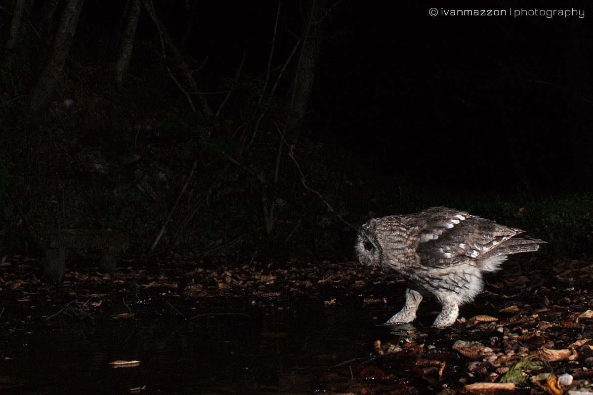 Le notti dell'allocco