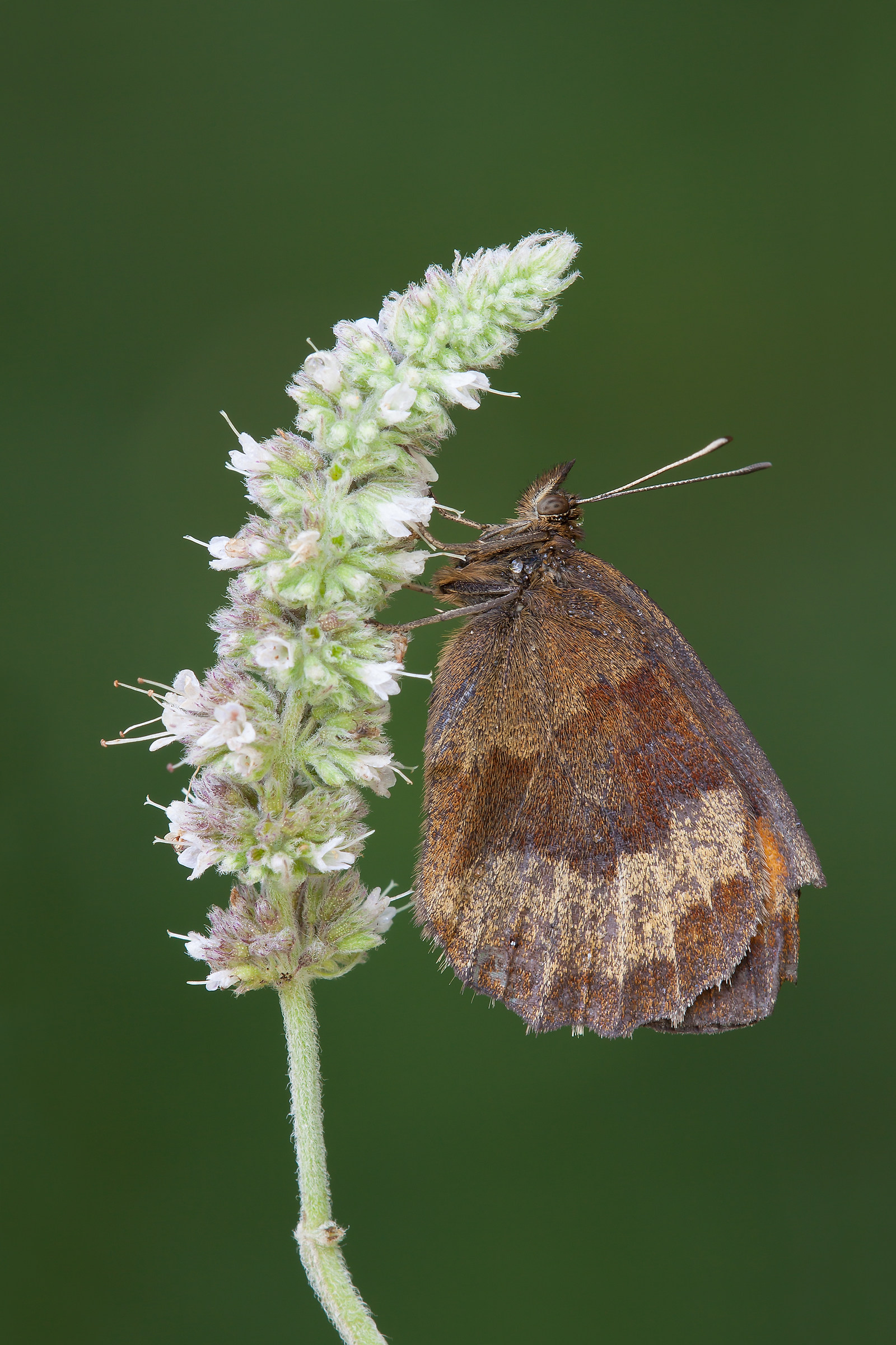 Erebia styx