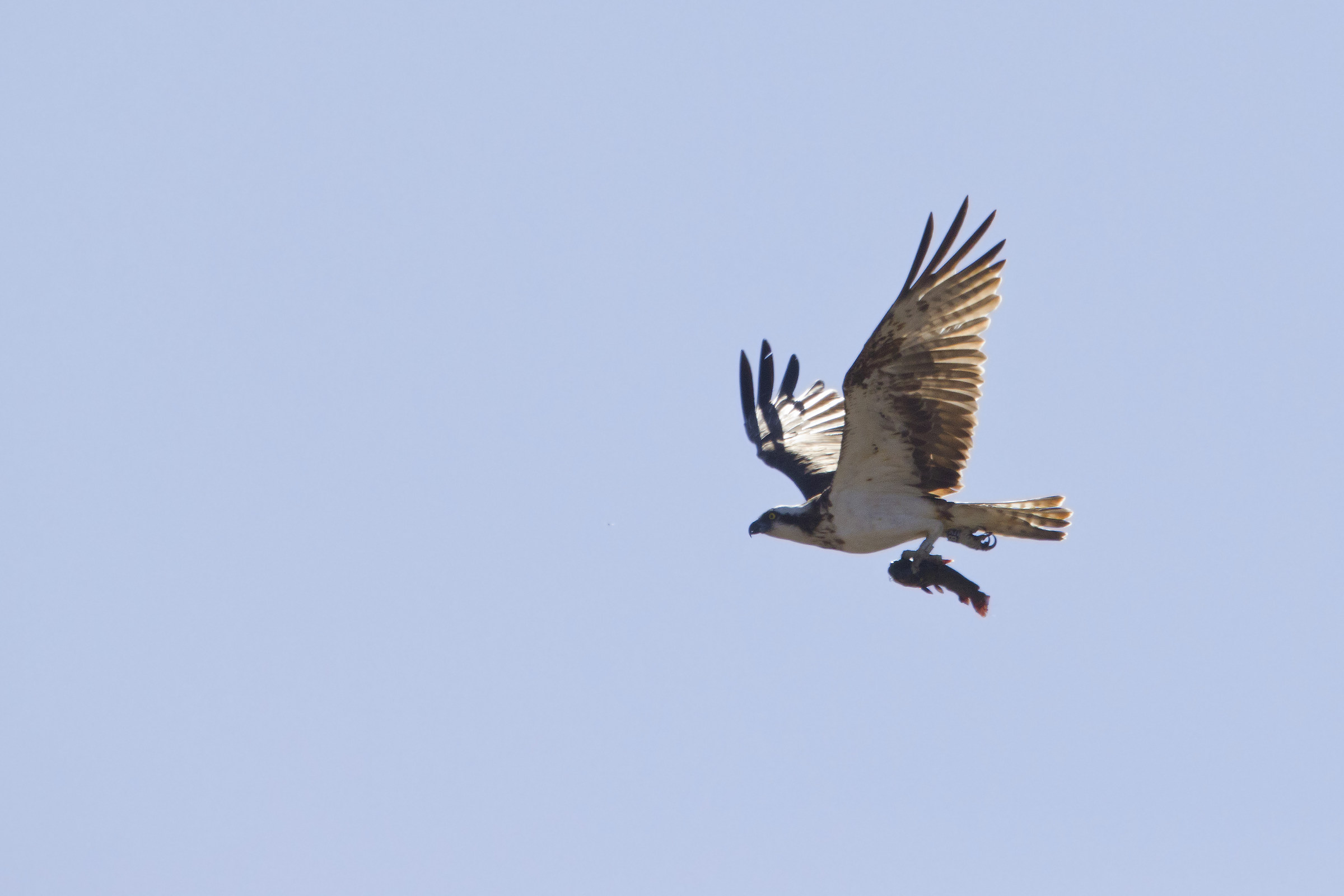 la colazione è servita