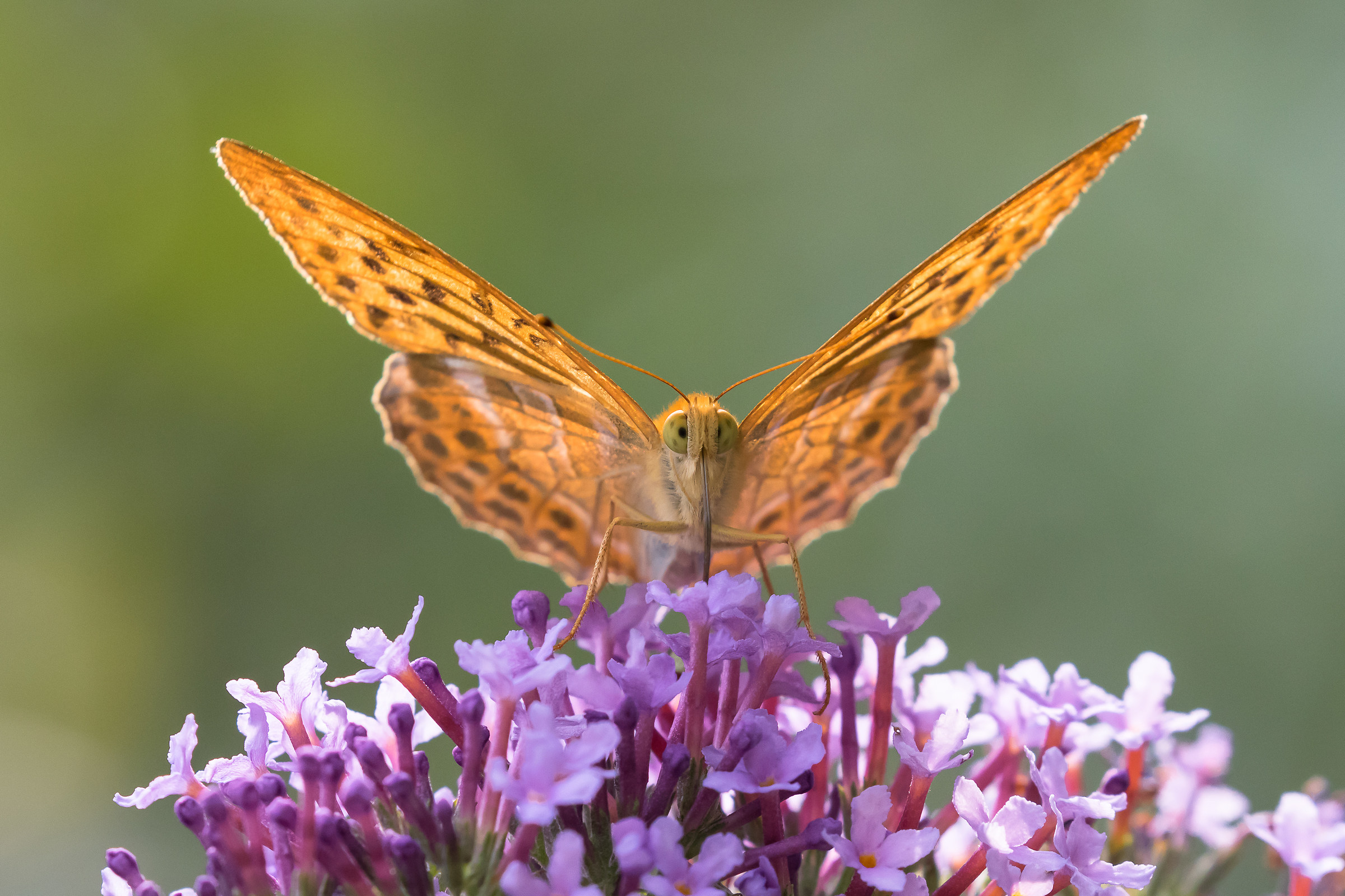 Argynnis paphia