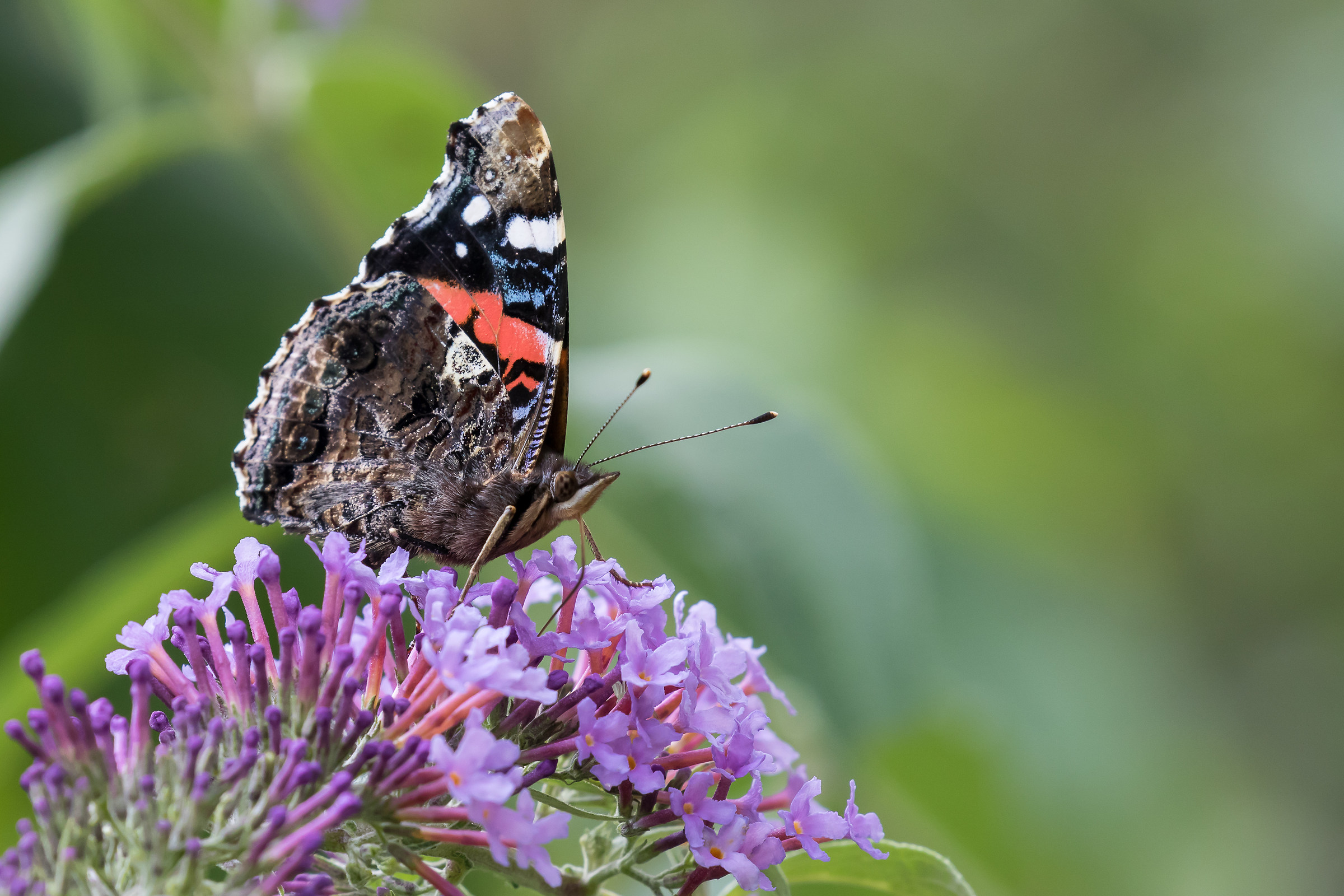 Red Admiral