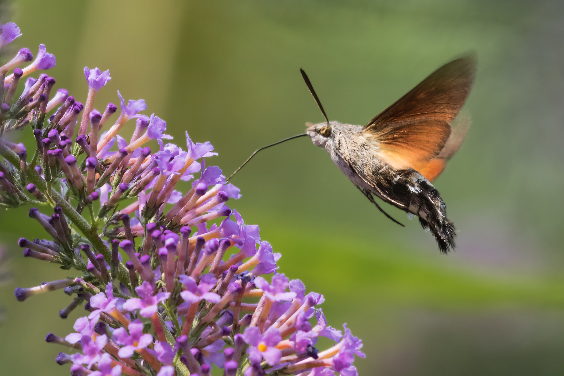 Hummingbird hawk-moth