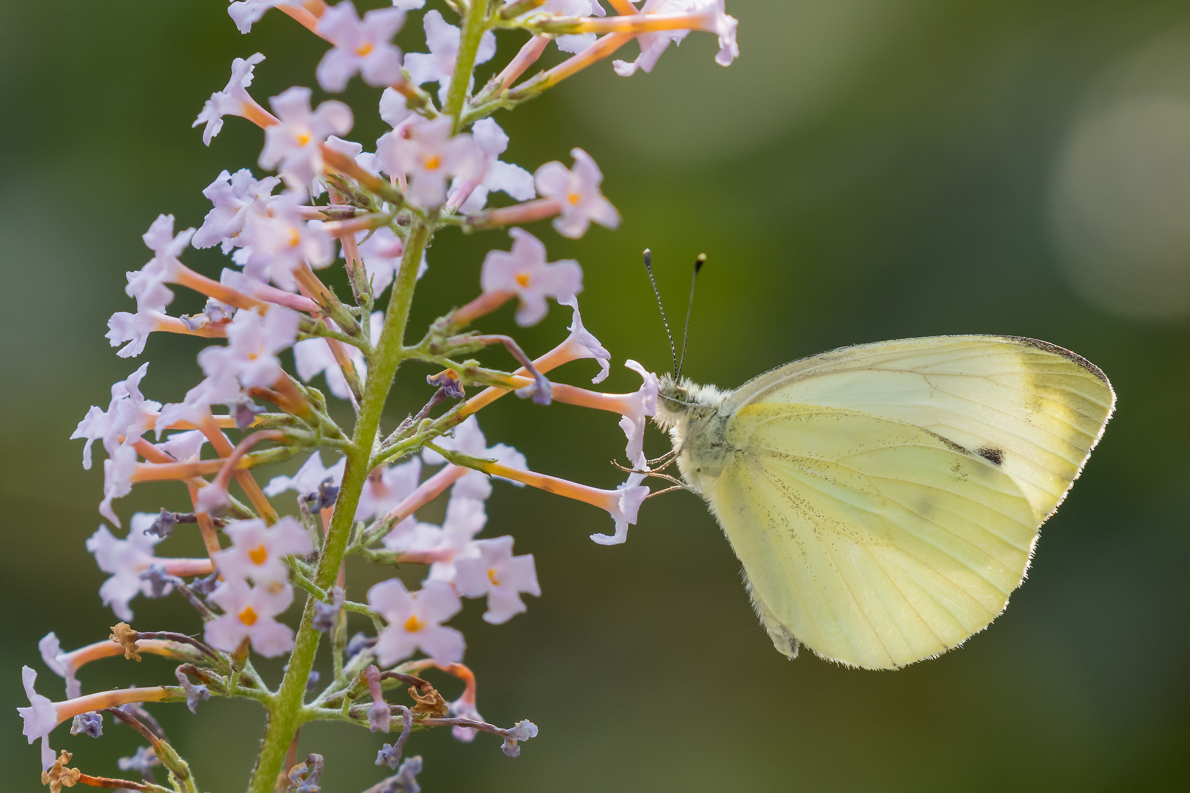 Pieris brassicae