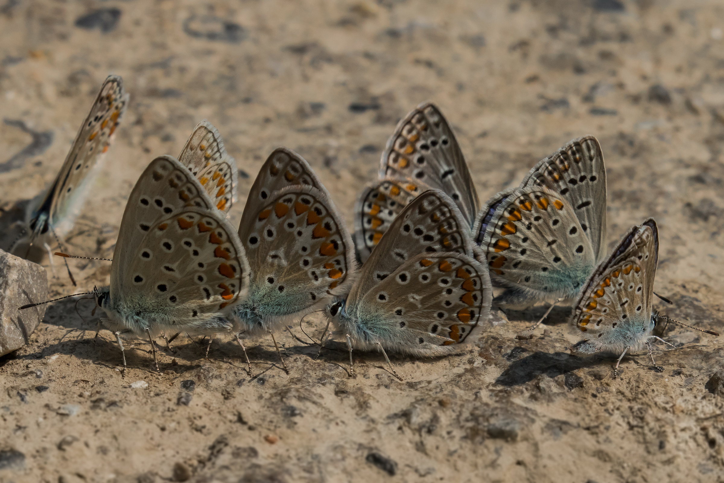 The polyommatus Thersites