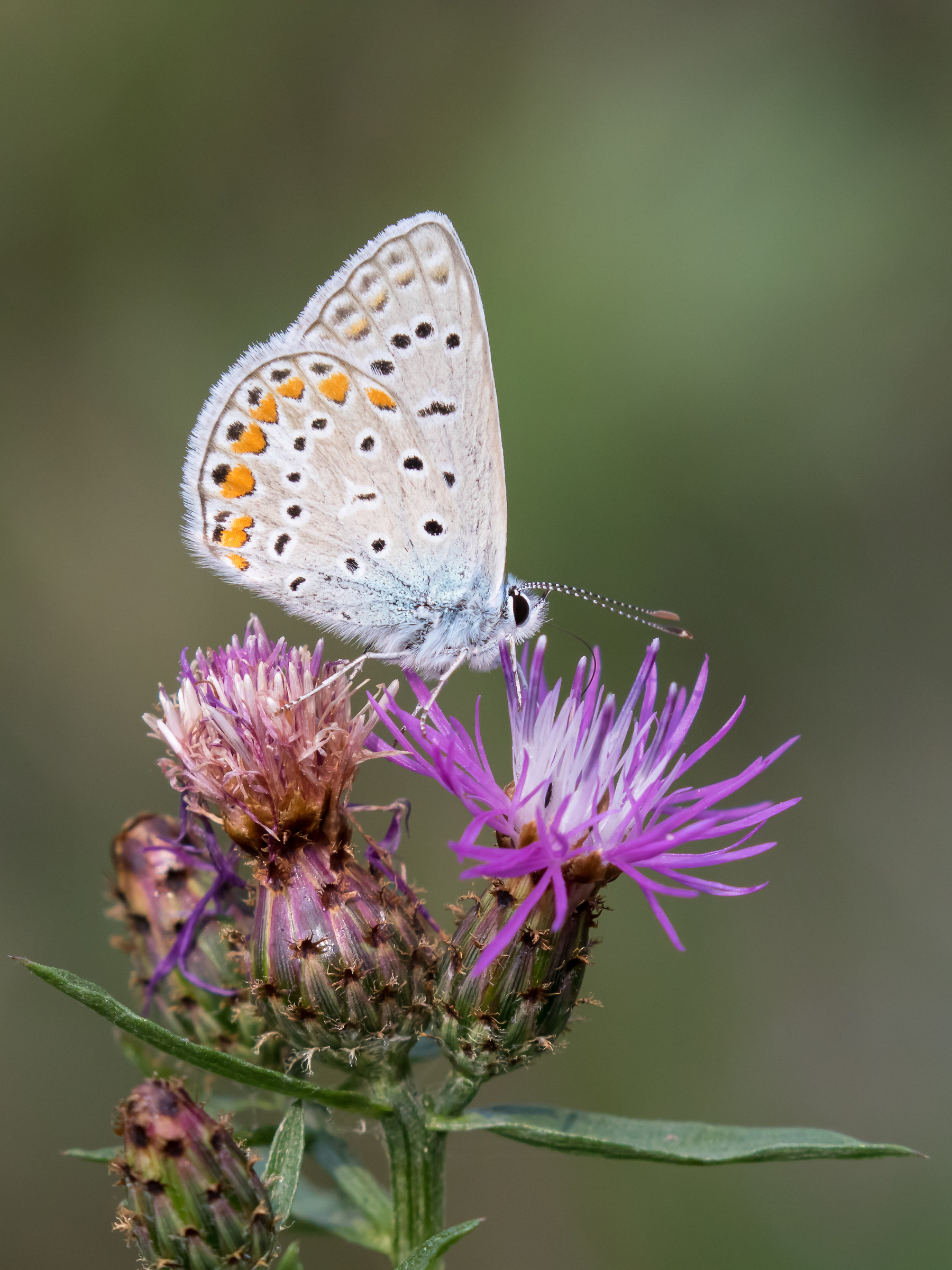 Polyommatus Thersites