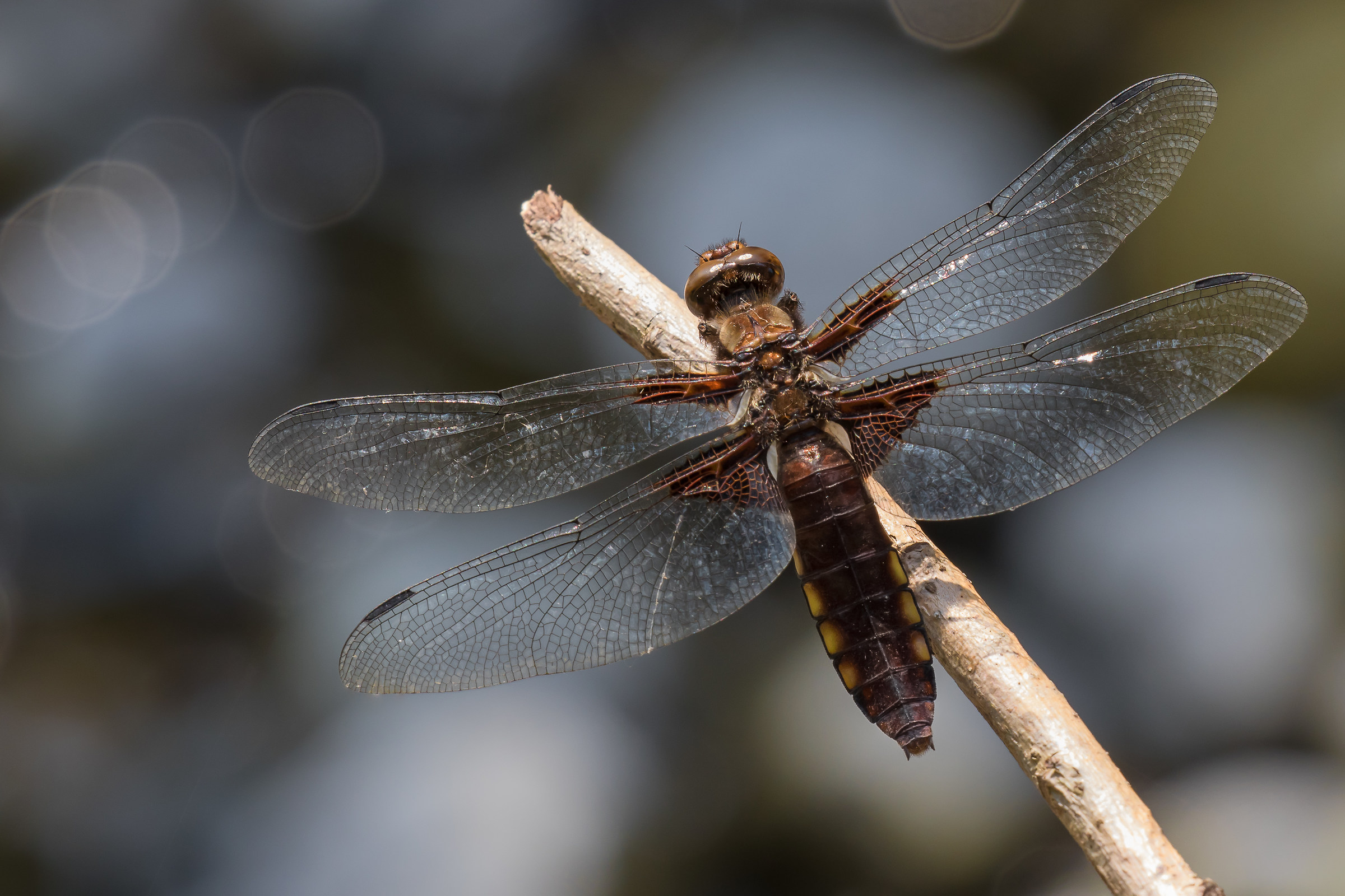 Dragonfly