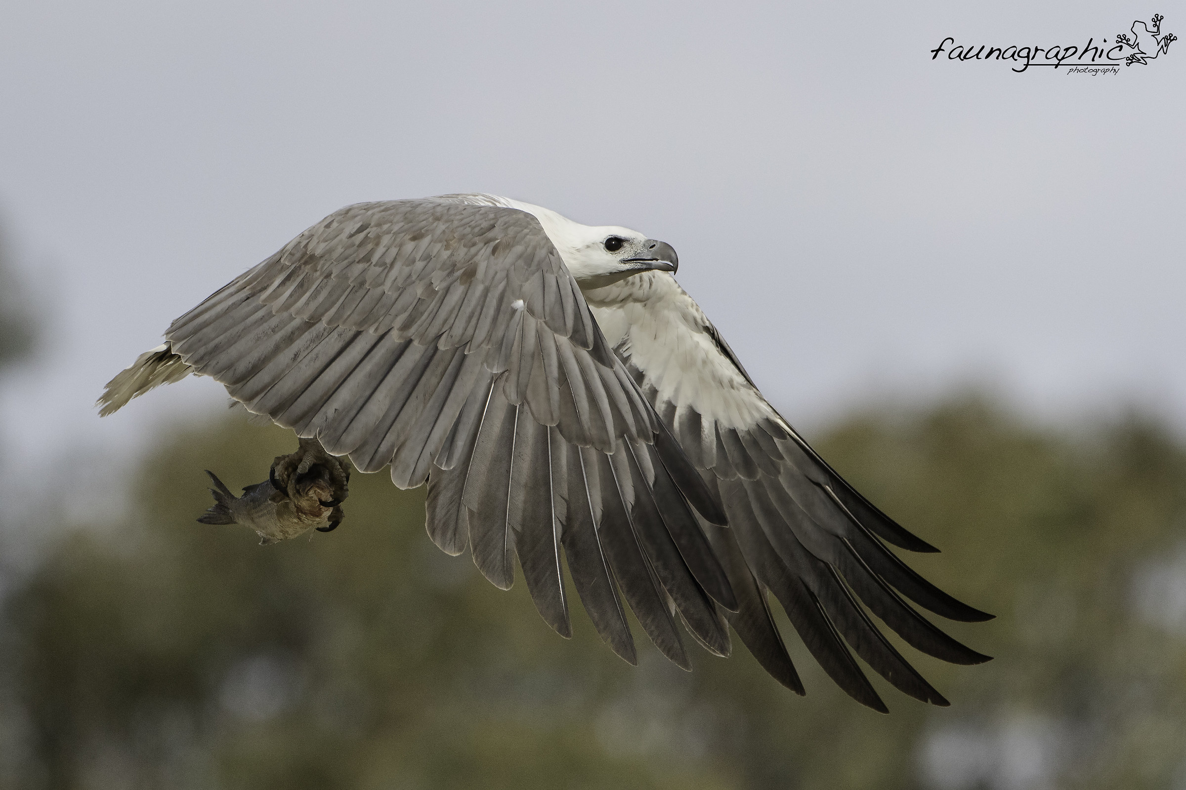 White Bellied Sea Eagle