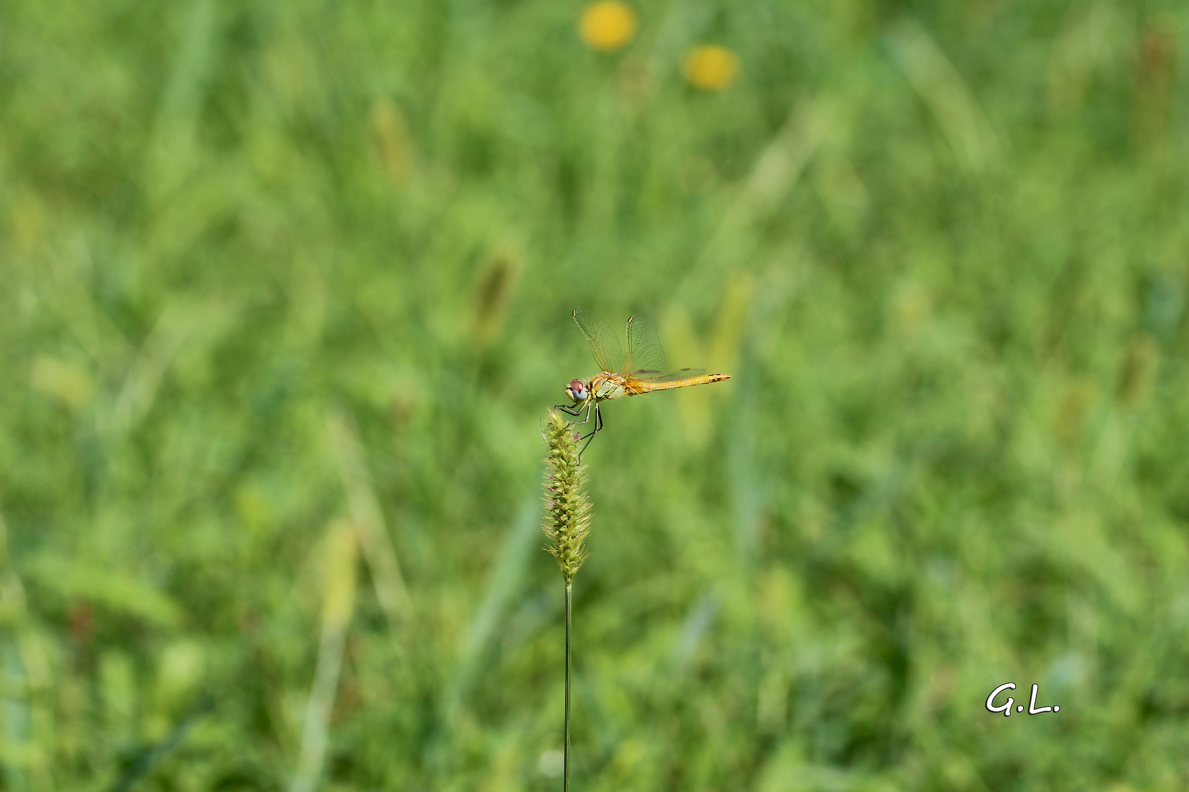 libellula :)