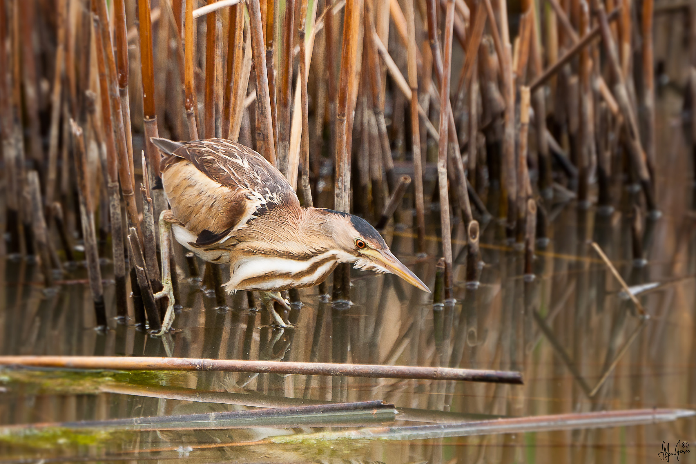 Tarabusino femmina-7706