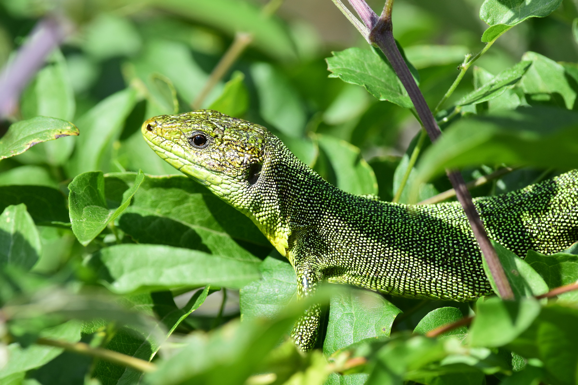 Lacerta viridis(Ramarro)