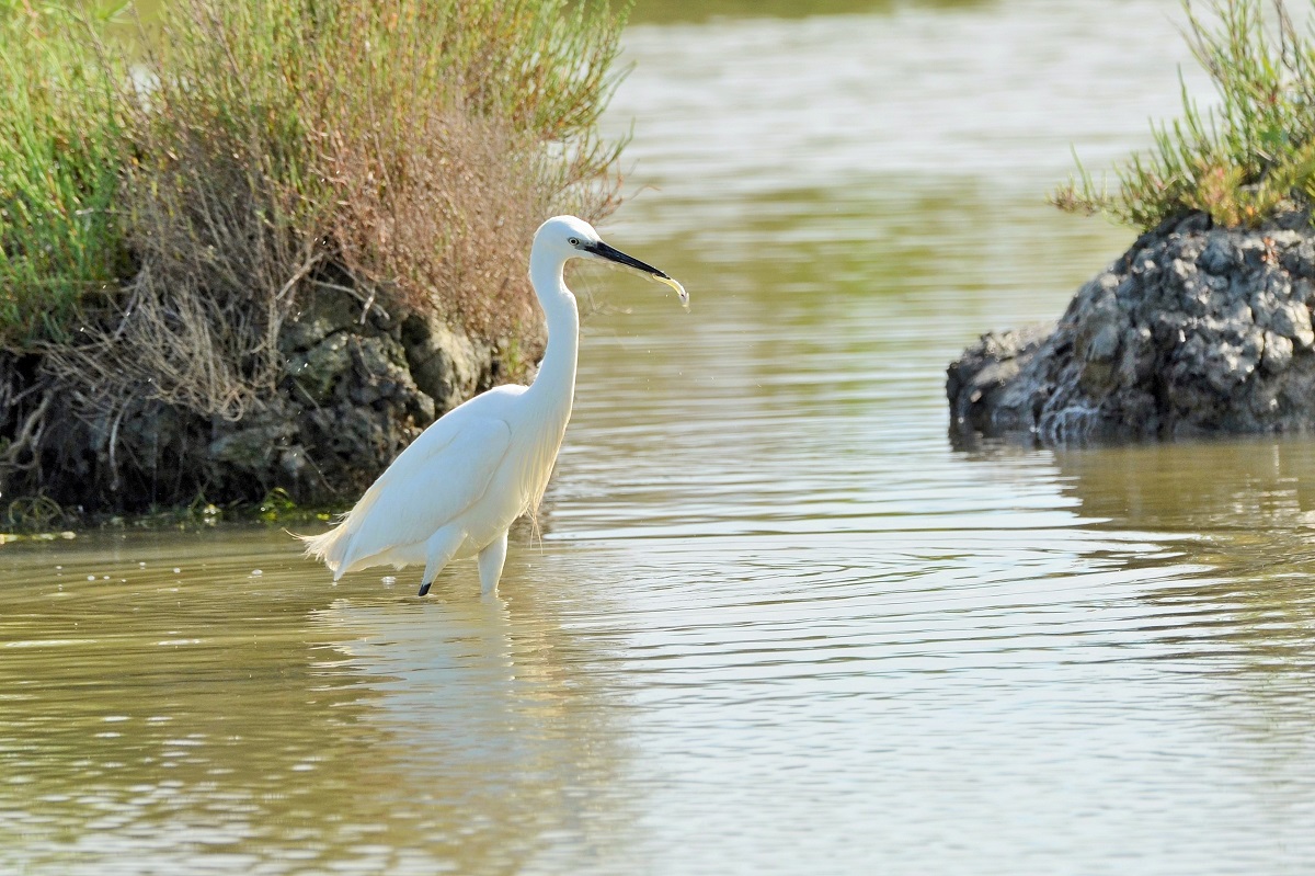 egret with prey