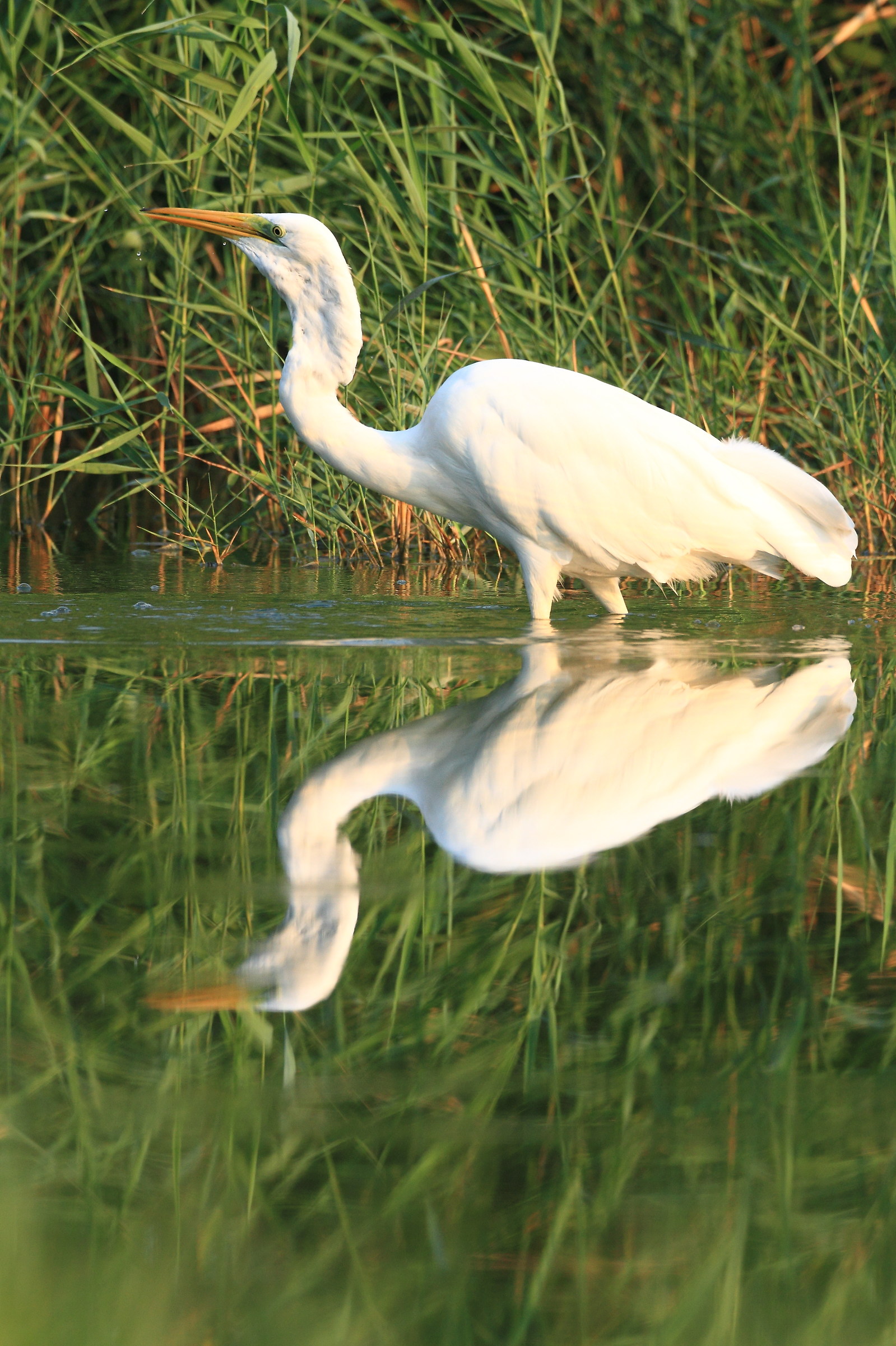 airone bianco maggiore