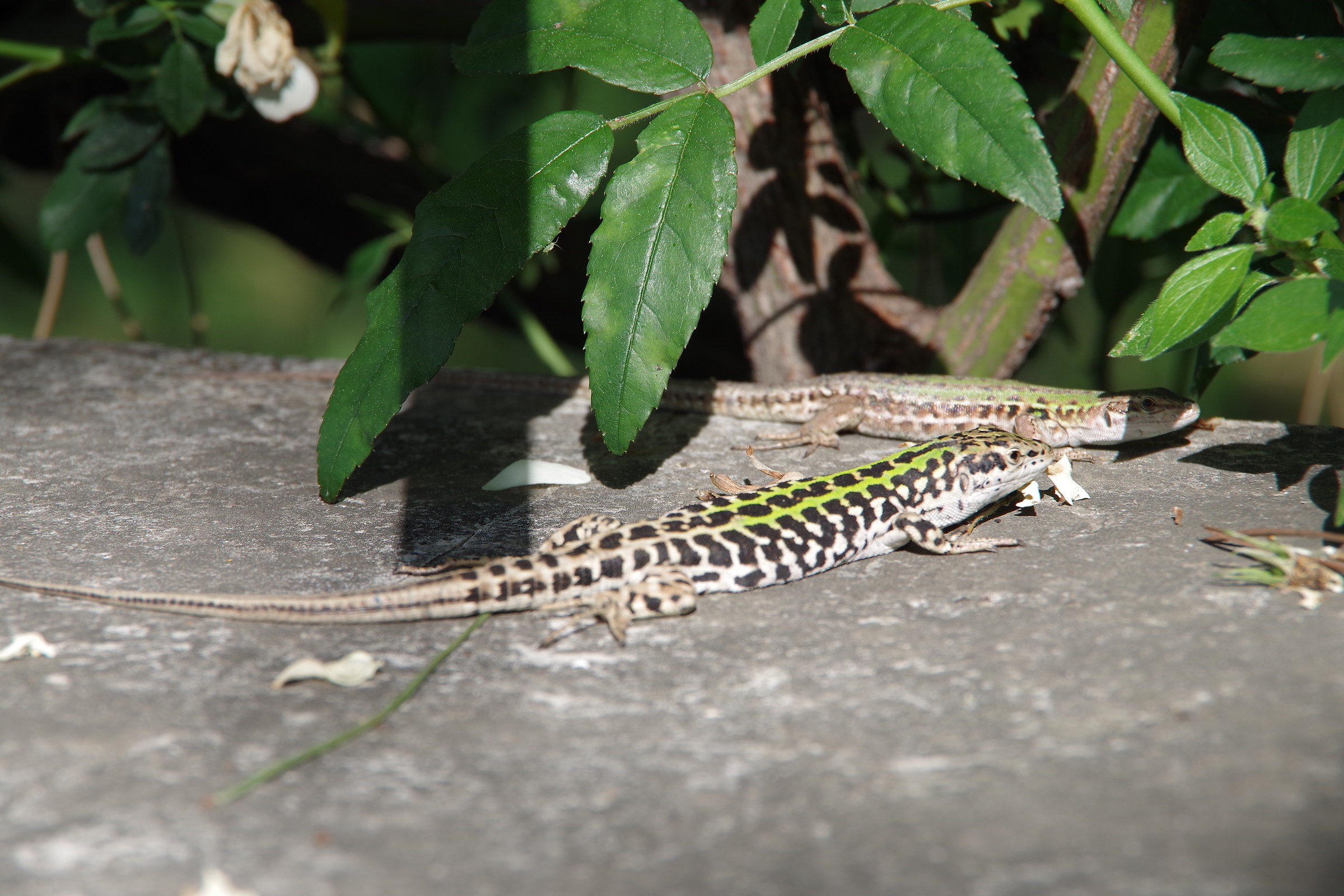 'I've got Ao' to earlier