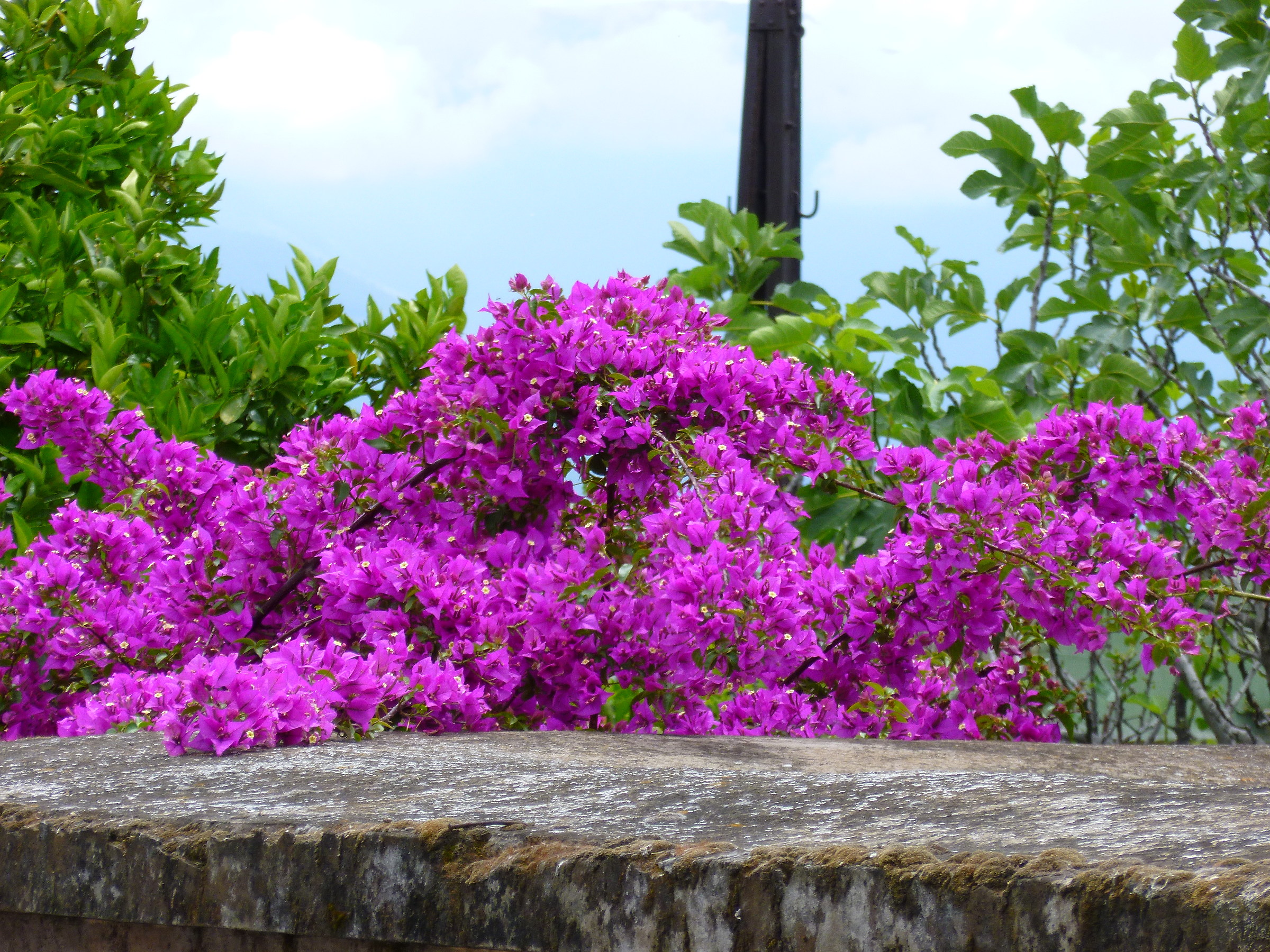 Bougainvillea in fiore