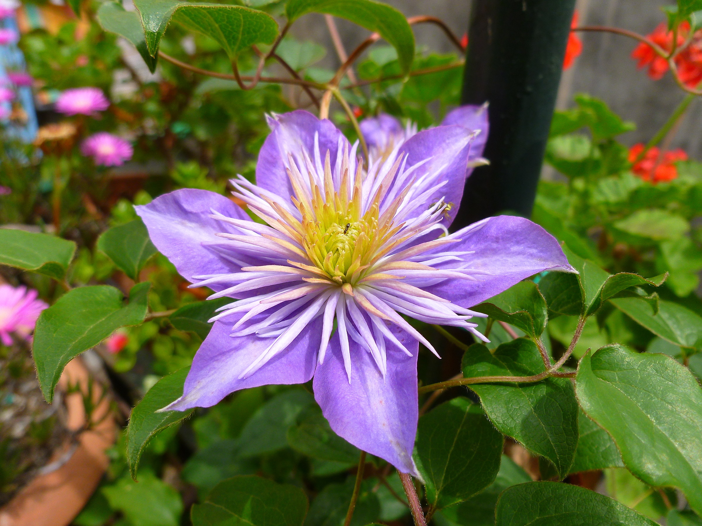 Meraviglie della natura