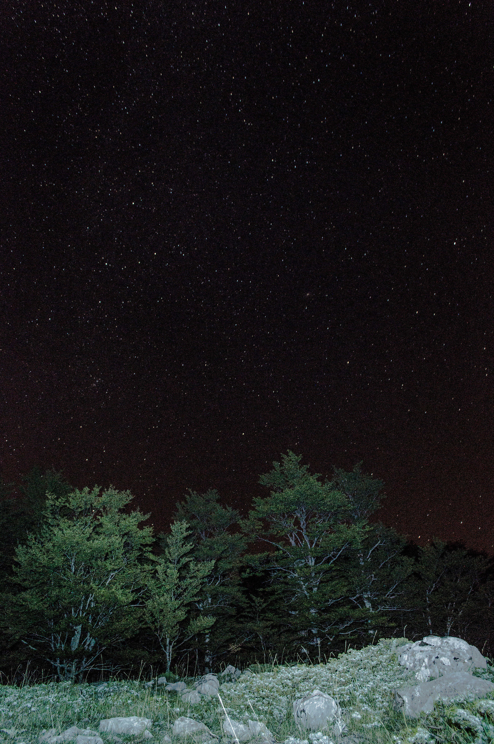 Pollino National Park - Trees and stars