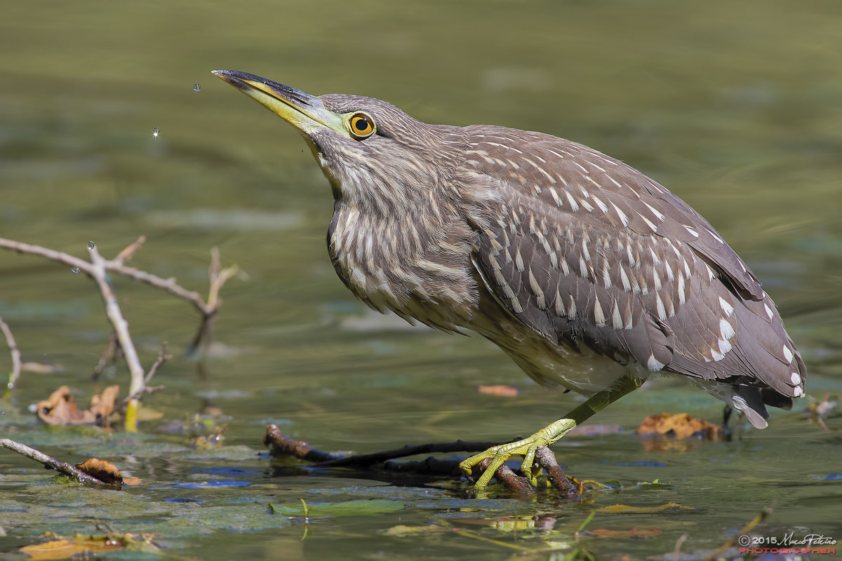 Night Heron (Nycticorax nycticorax)