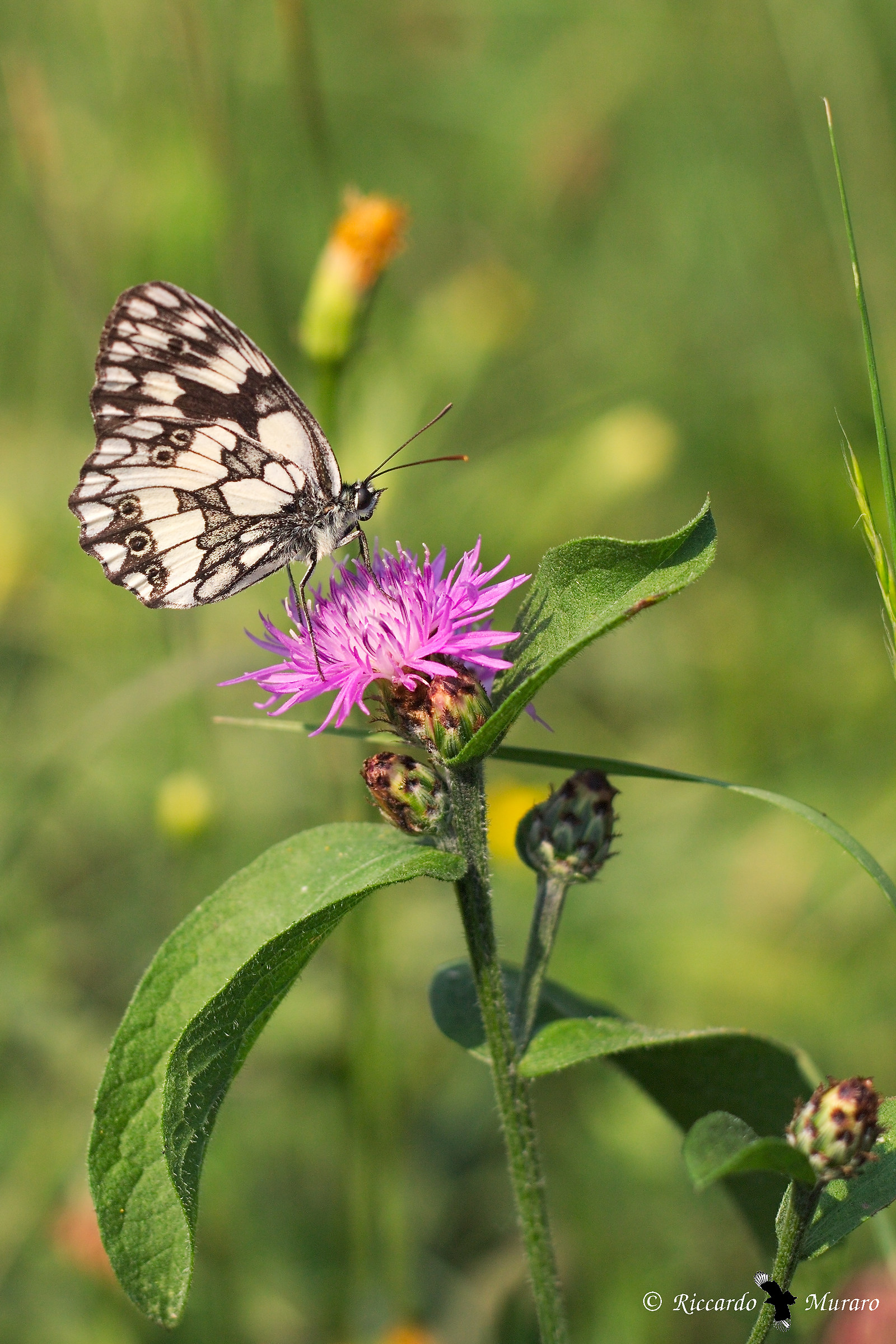 "Melanargia galathea"