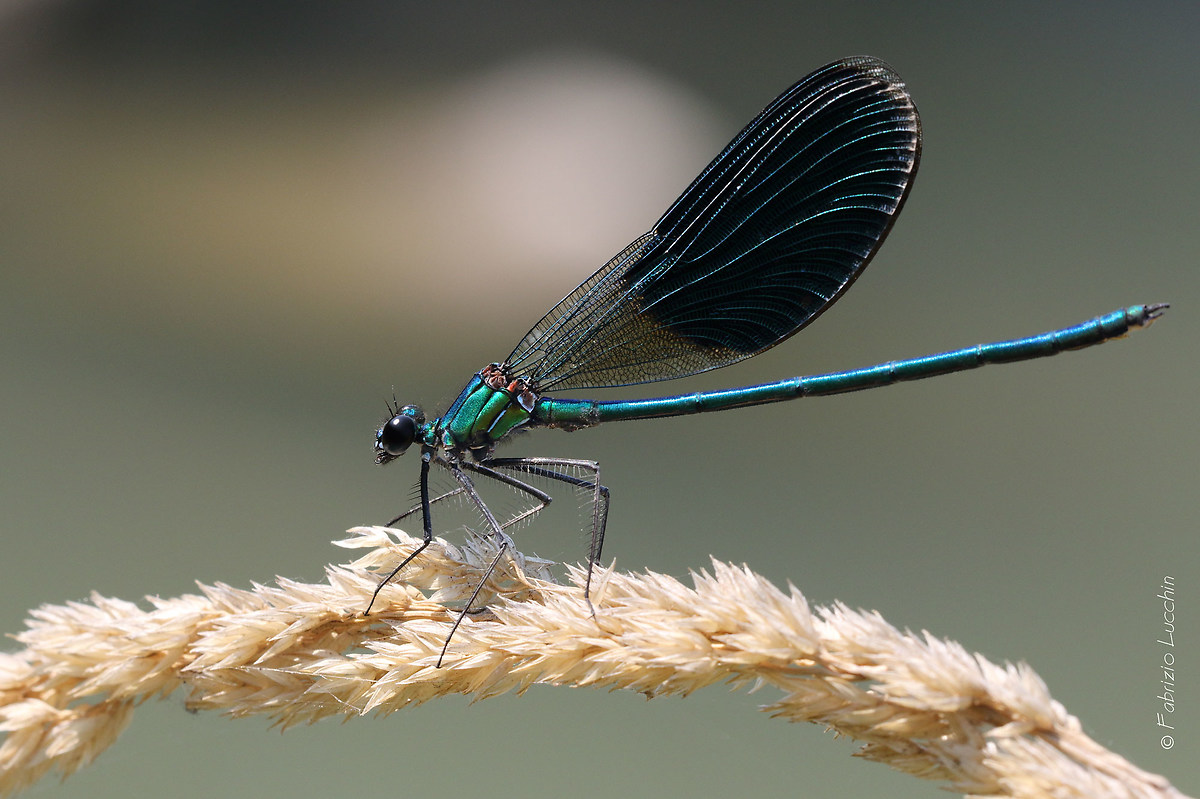 Calopteryx splendens (esemplare maschio)