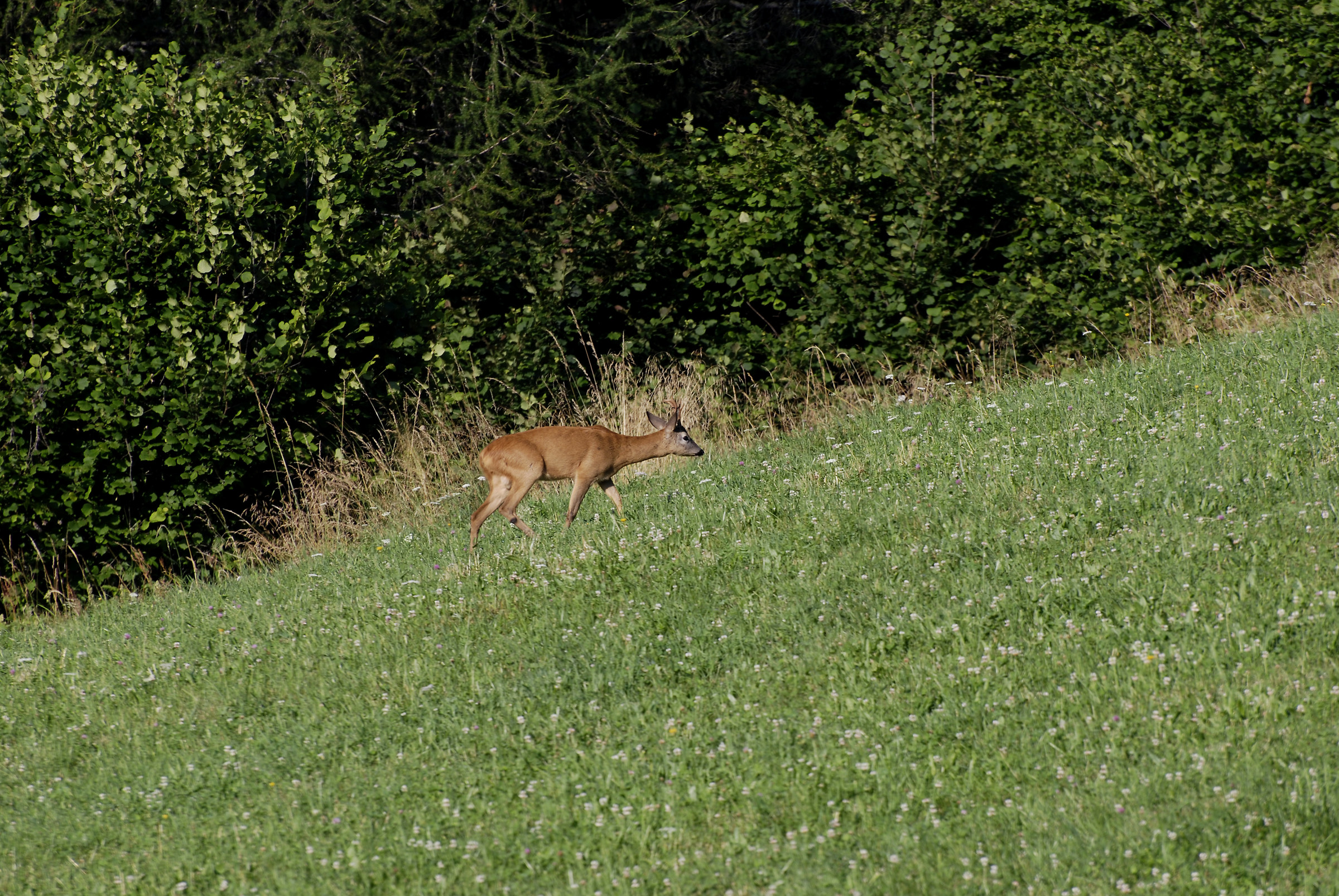 maschio capriolo-Crone