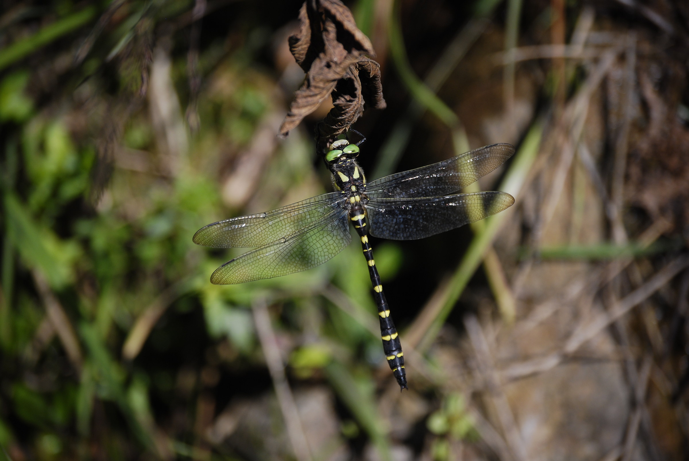 libellula su posatoio