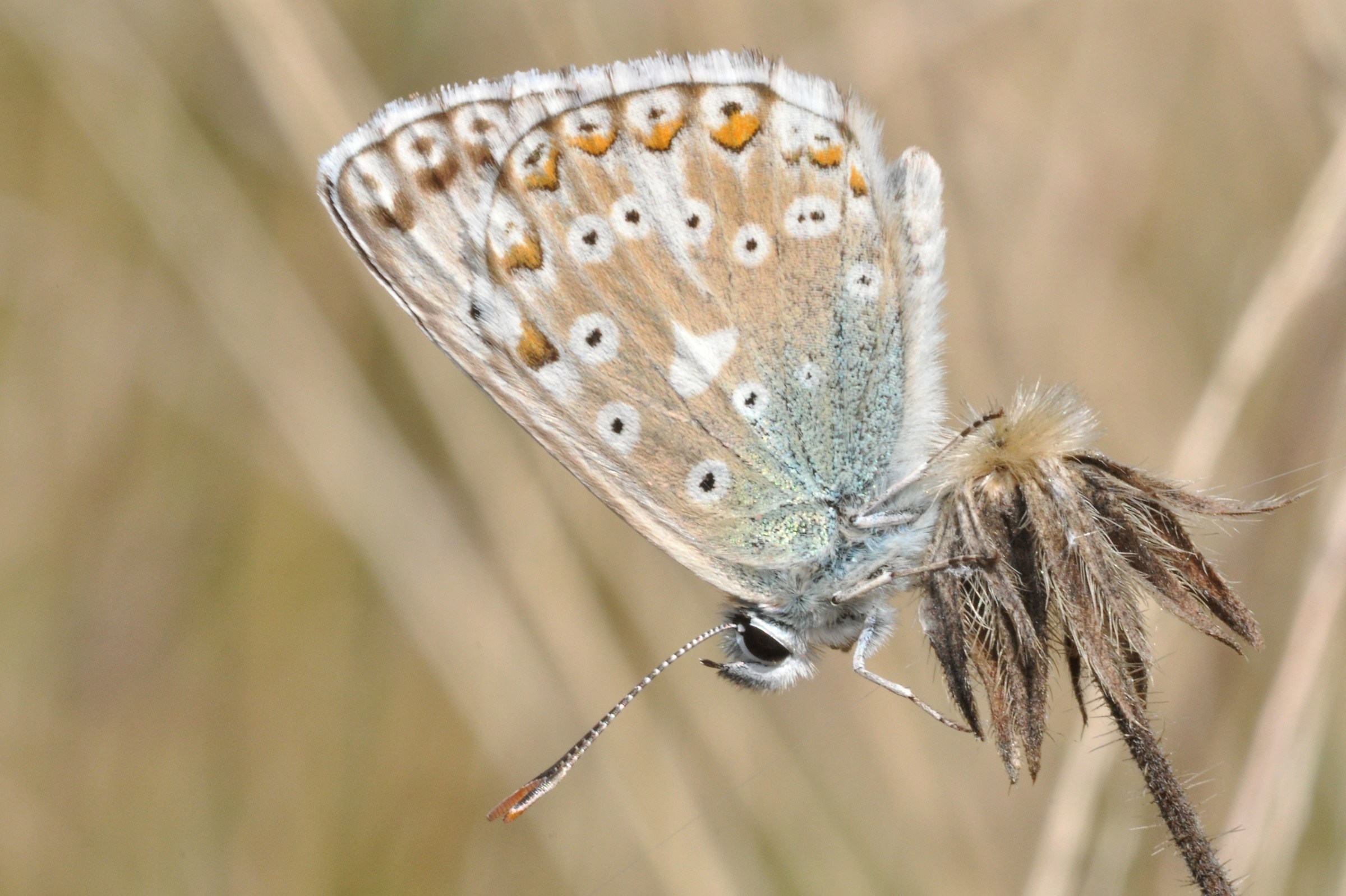 Polyommatus icarus