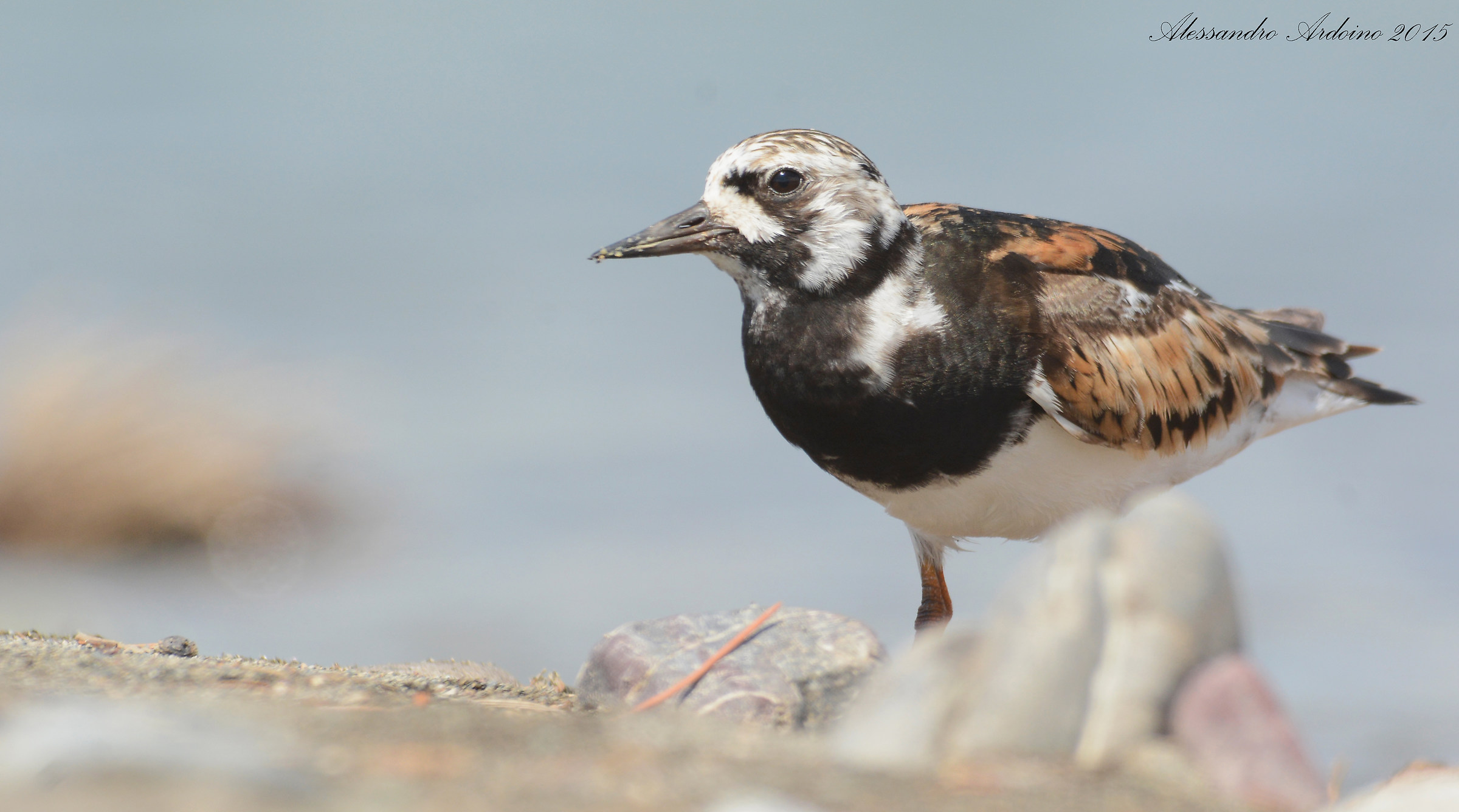 Ruddy Turnstone