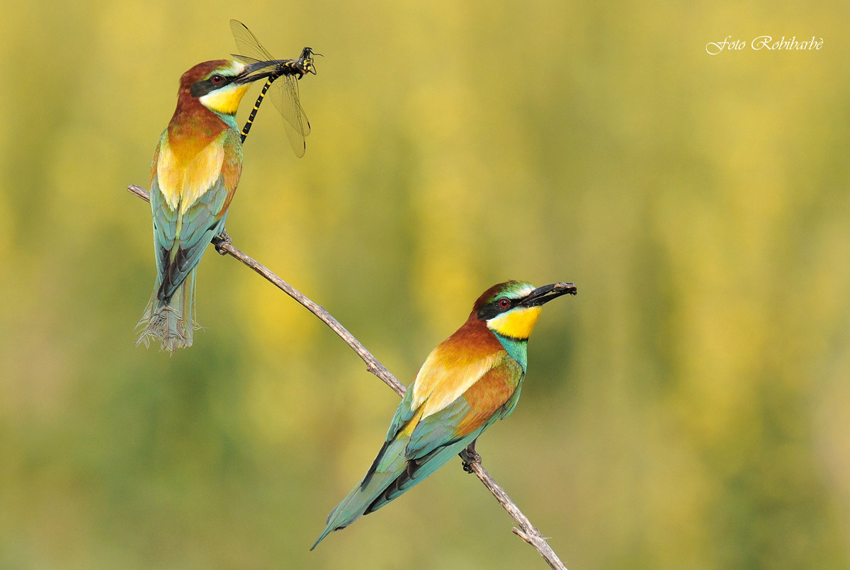 Una doppia cattura...