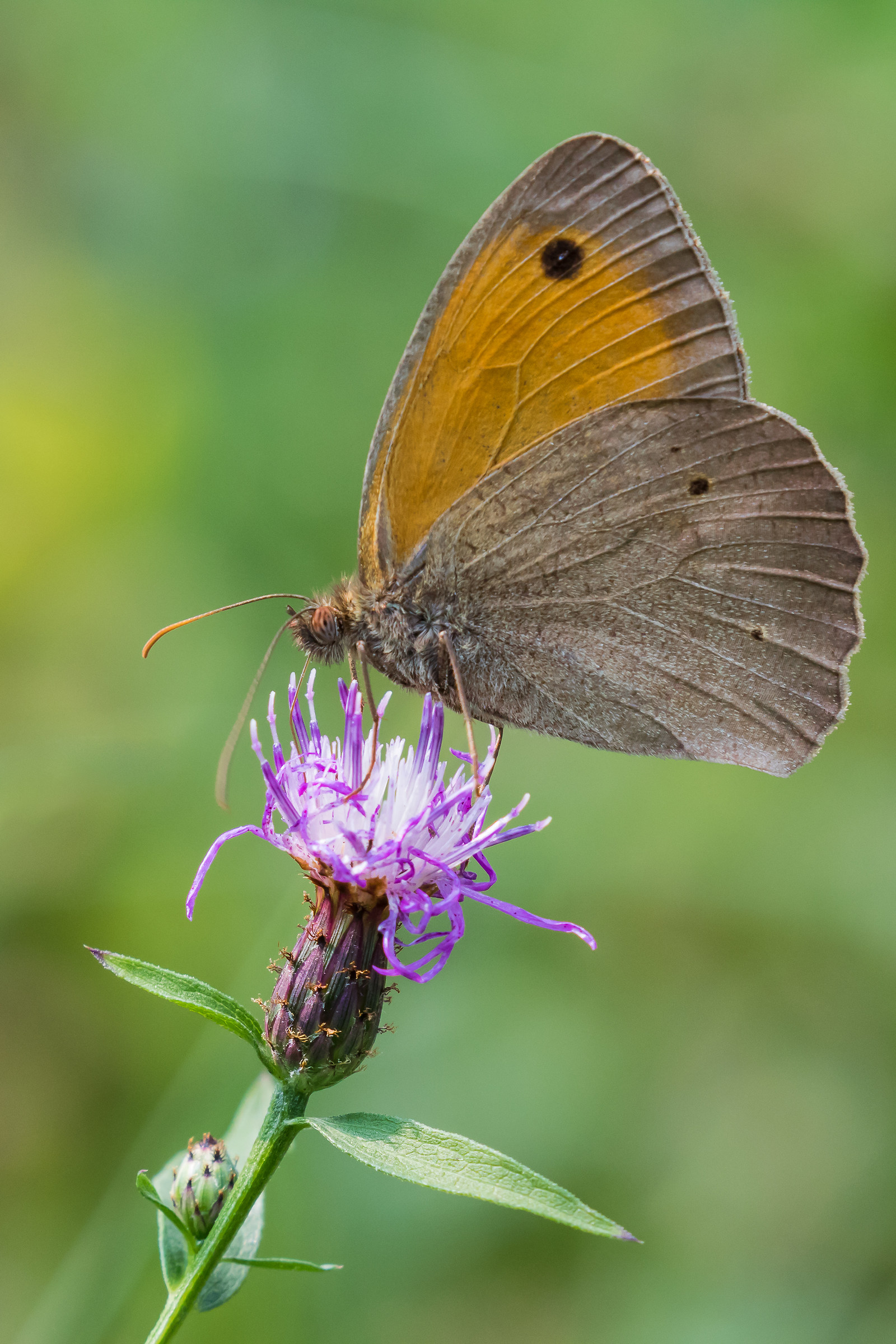 Coenonympha Pamphilius