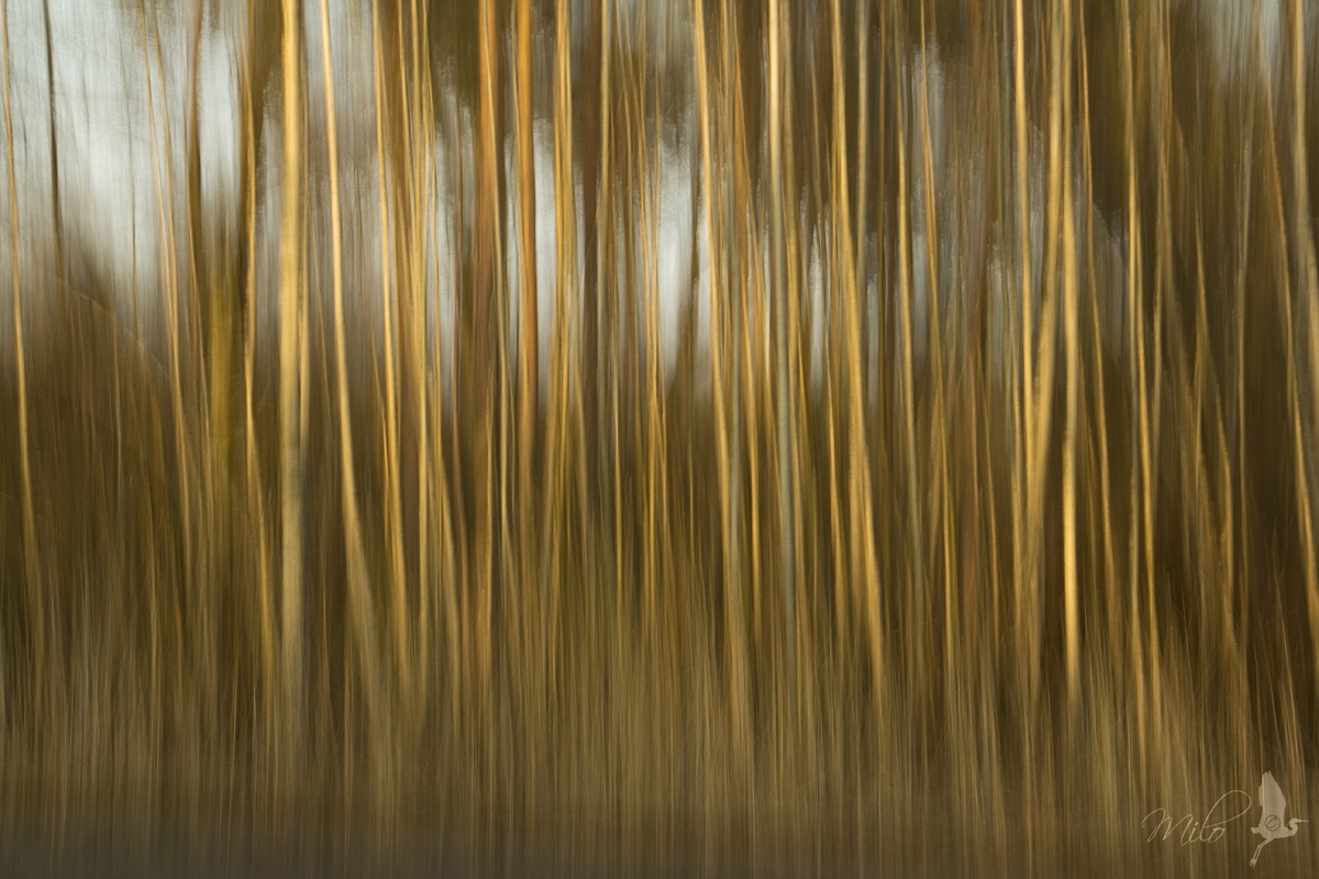 Birch trees at sunset