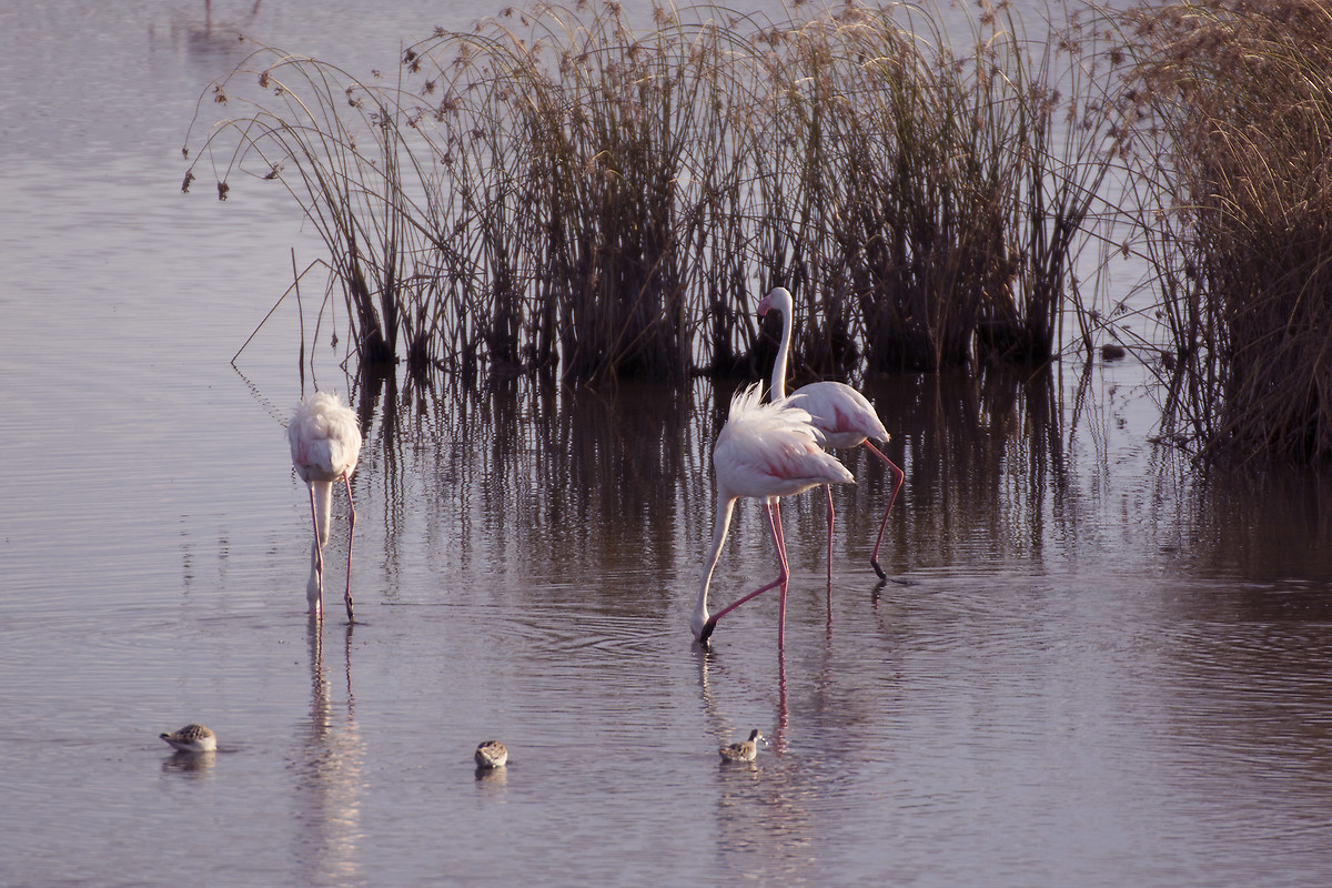 Flamingos pond of holy right
