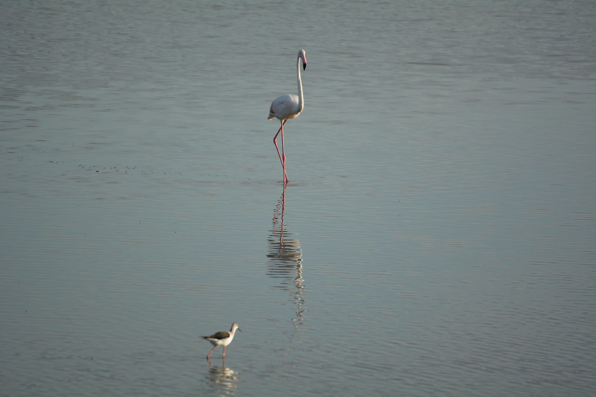 flamingo pond of holy right
