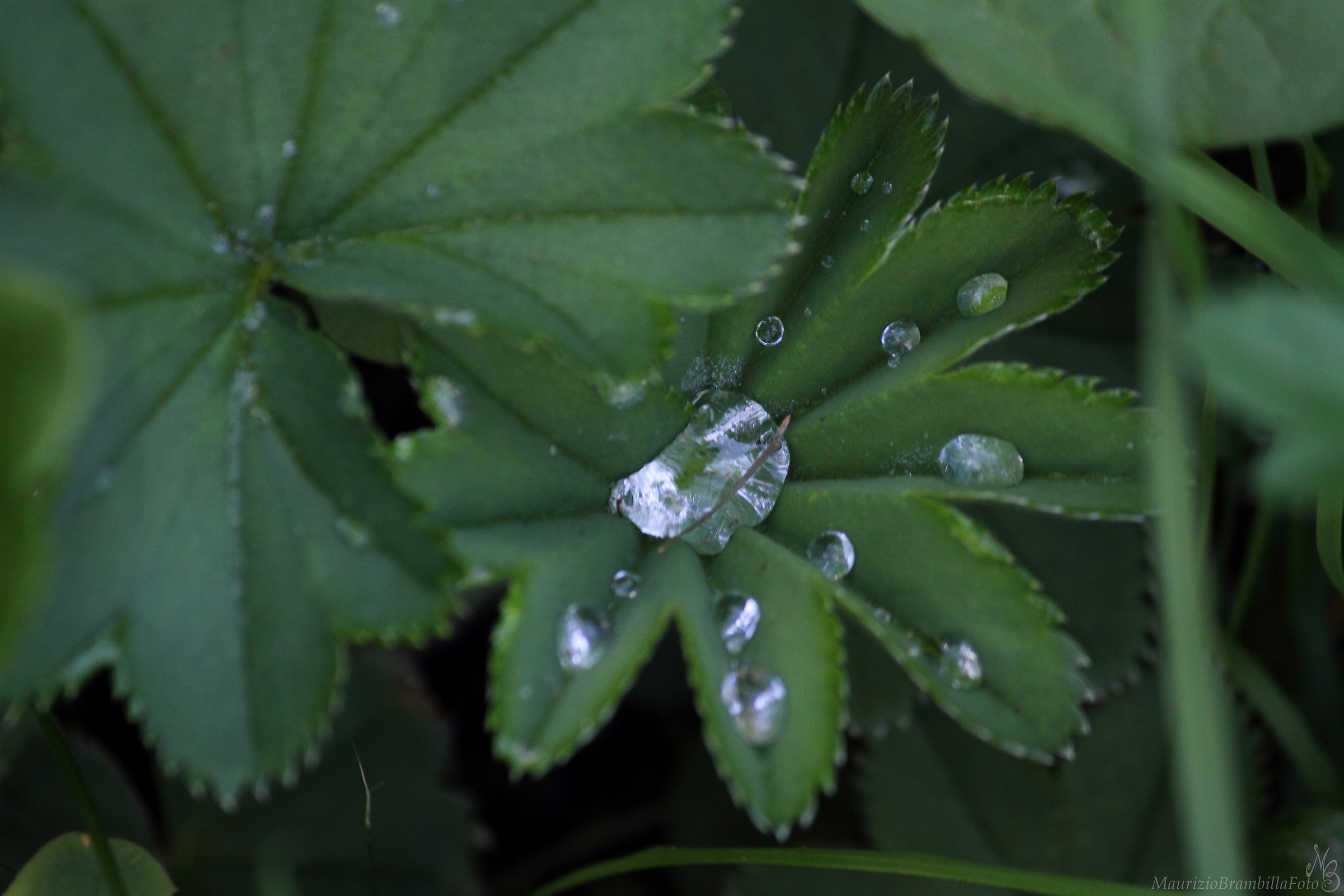 Dewdrop