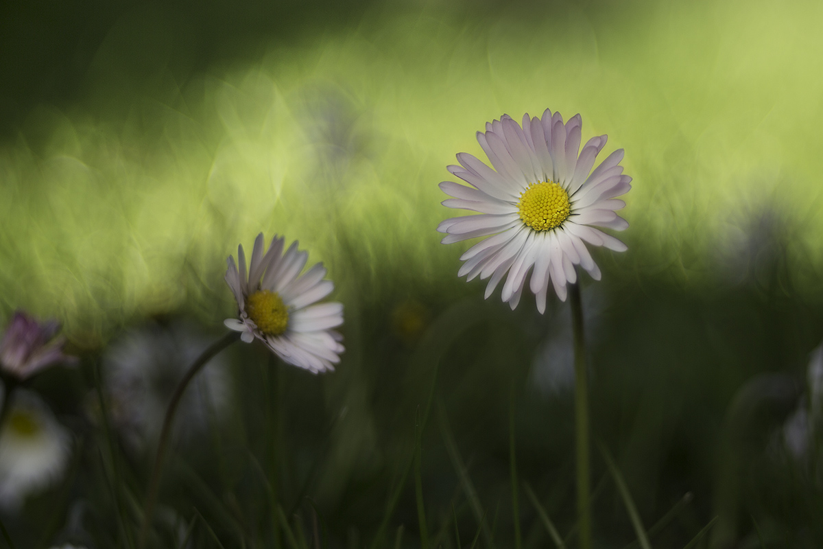 la Principessa e la sua damigella