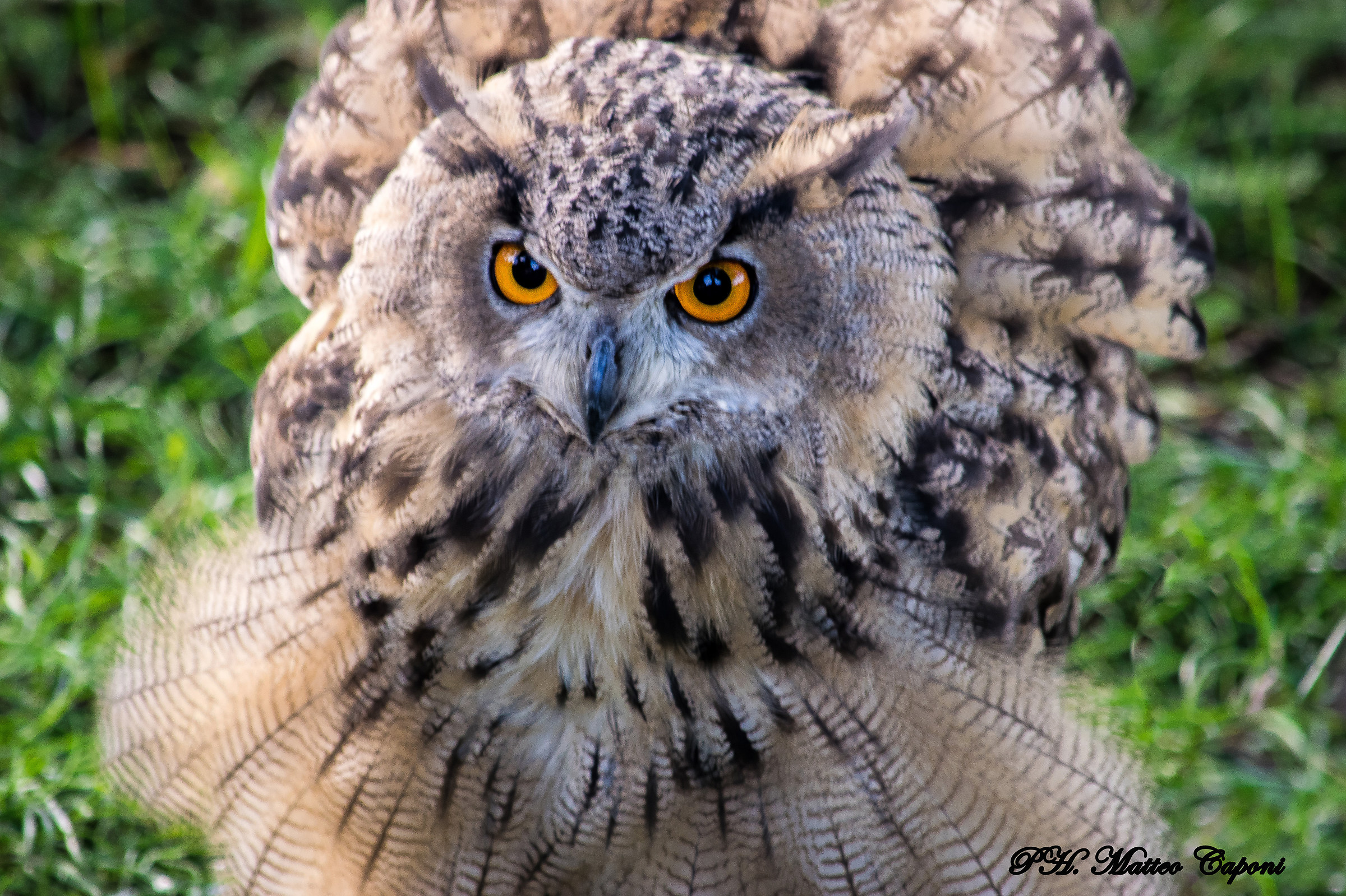 Eagle Owl