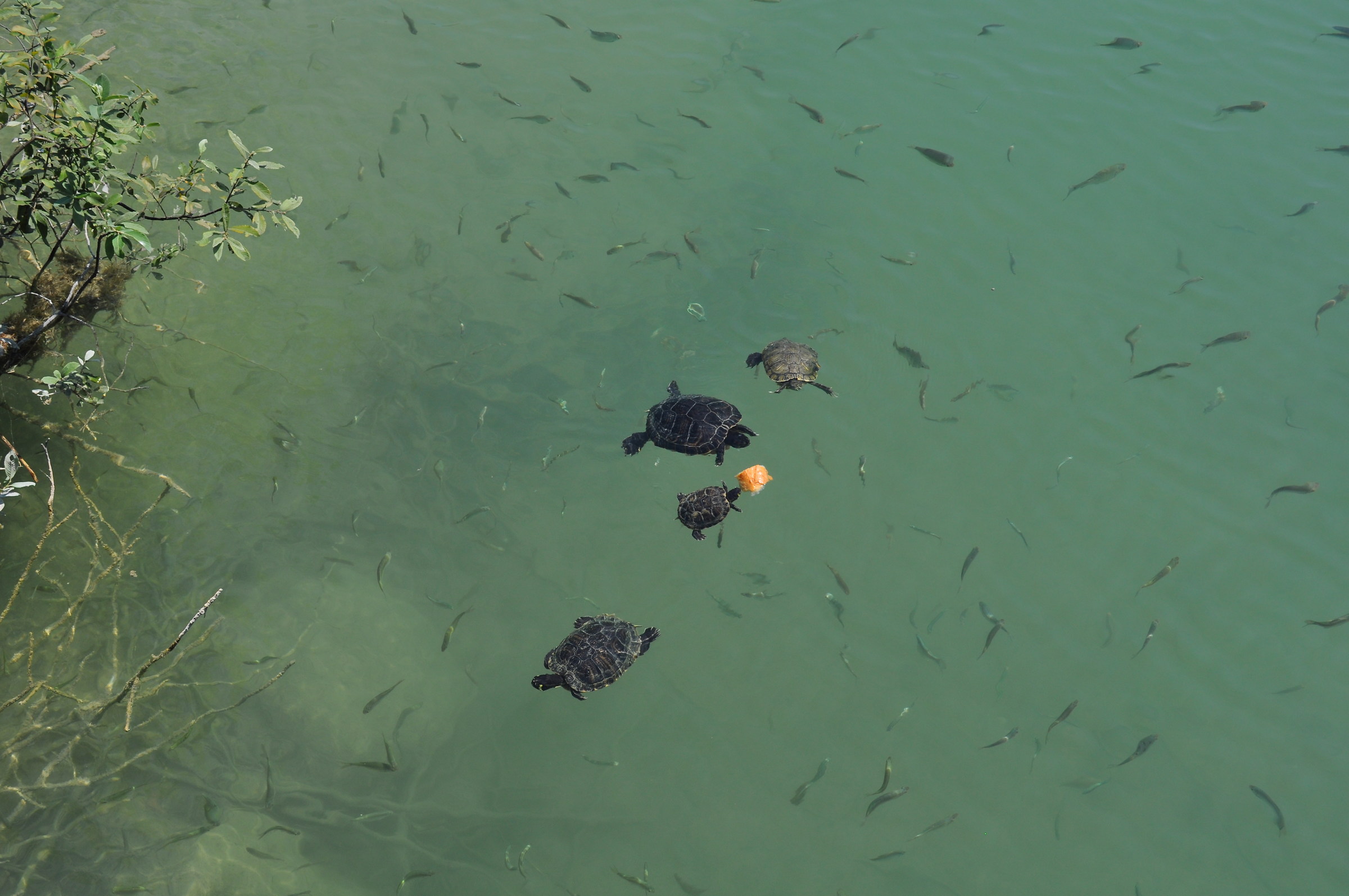 the family gathered at lunch ...