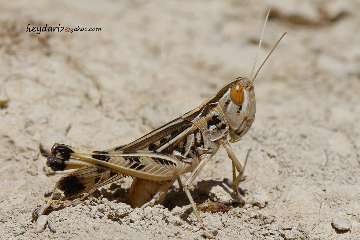 Grasshopper Laying Eggs