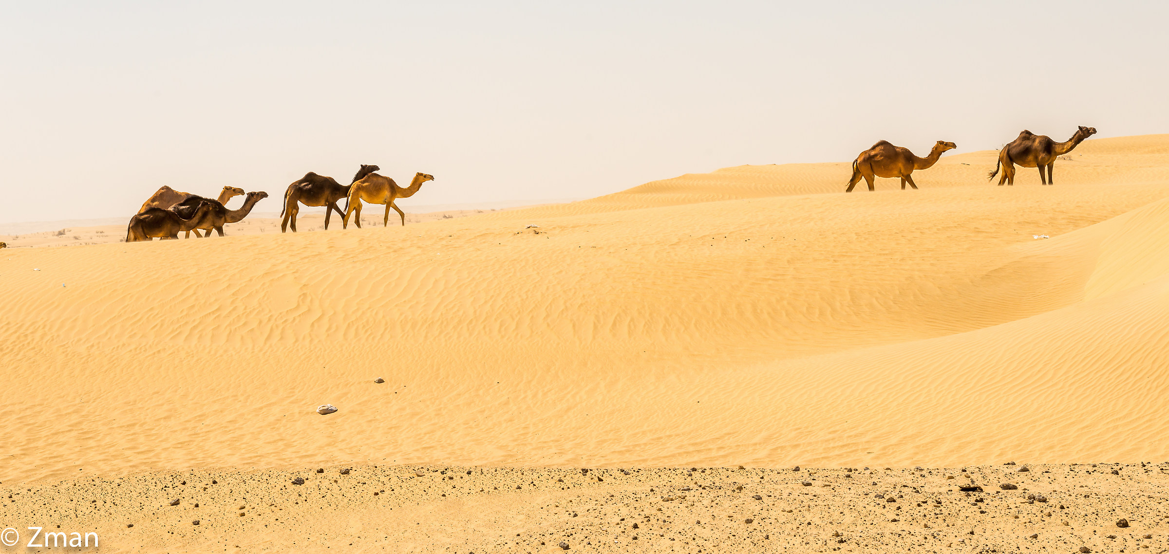 Camels