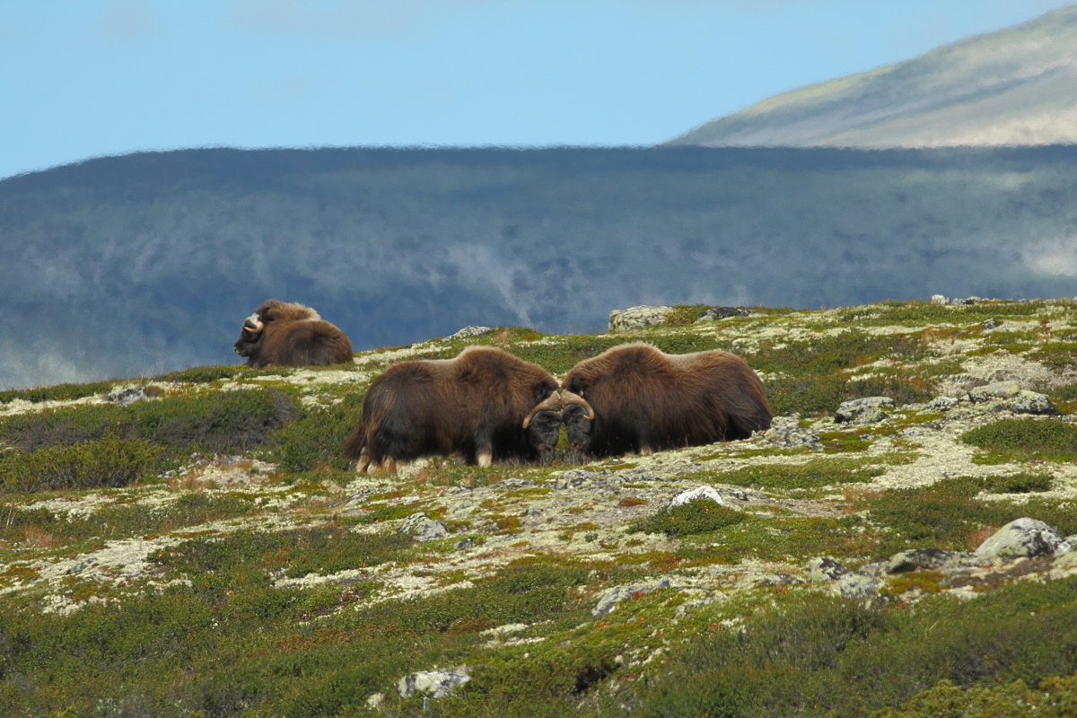 Musk Ox