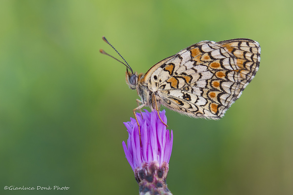 Melitaea phobe (Goeze 1779)