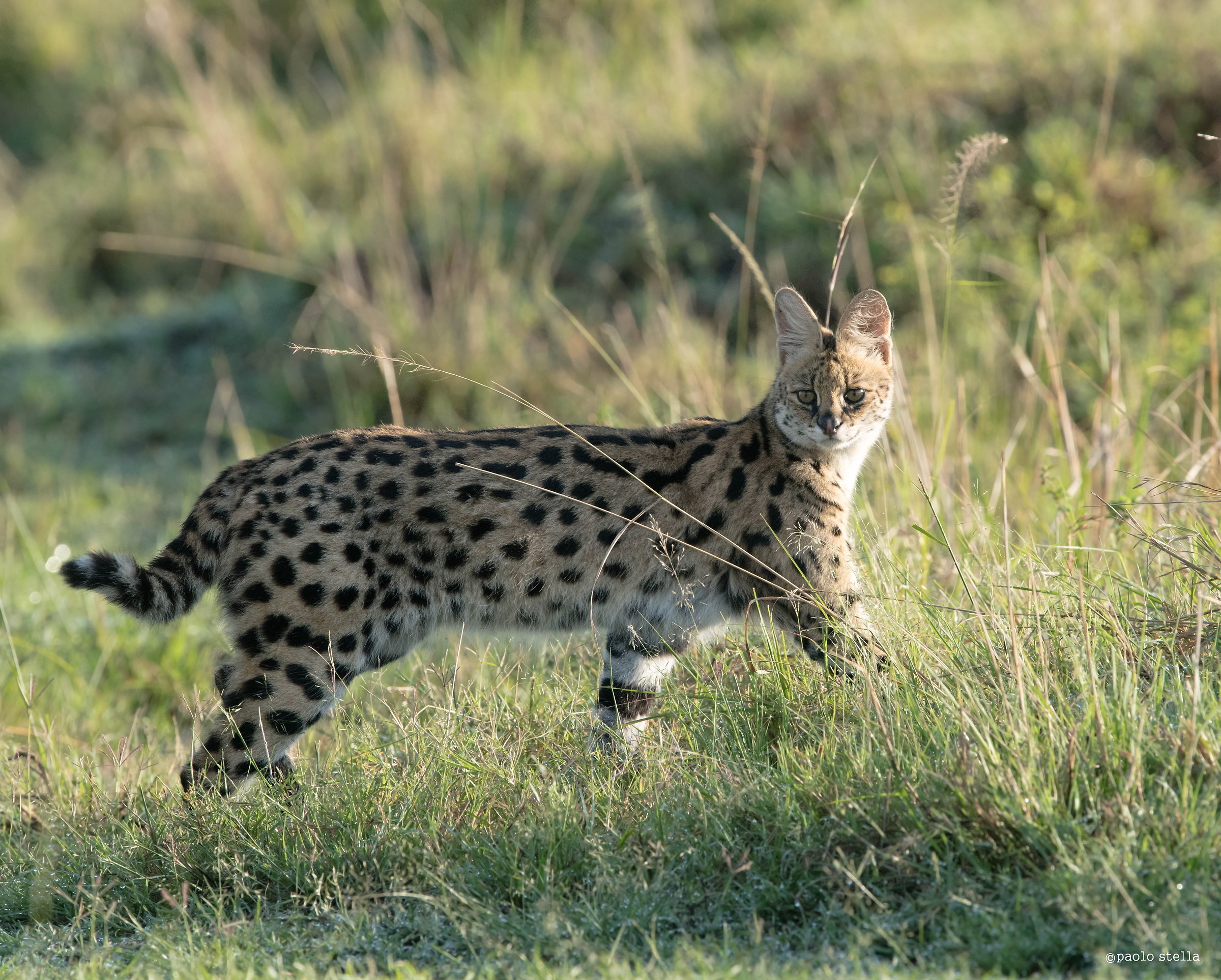 Walking serval