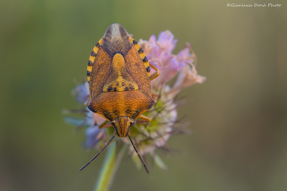 Carpocoris pudicus (Poda, 1761)