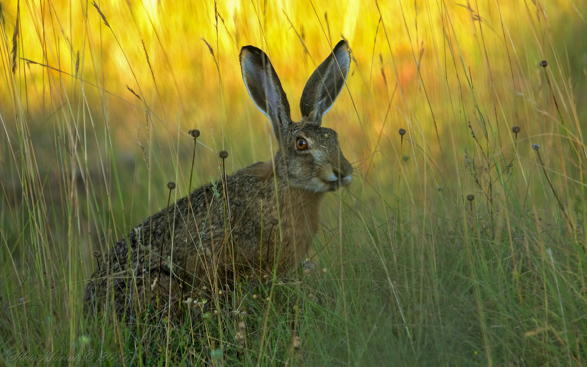 Lepre (Lepus europaeus)